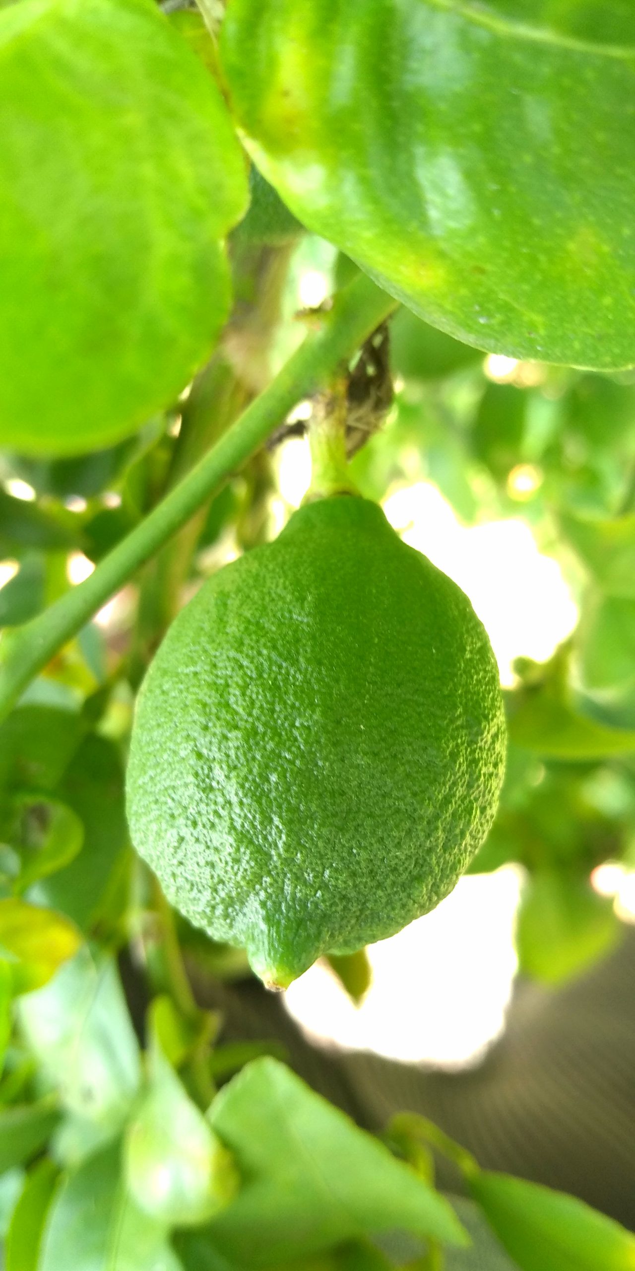 Lemon on plant