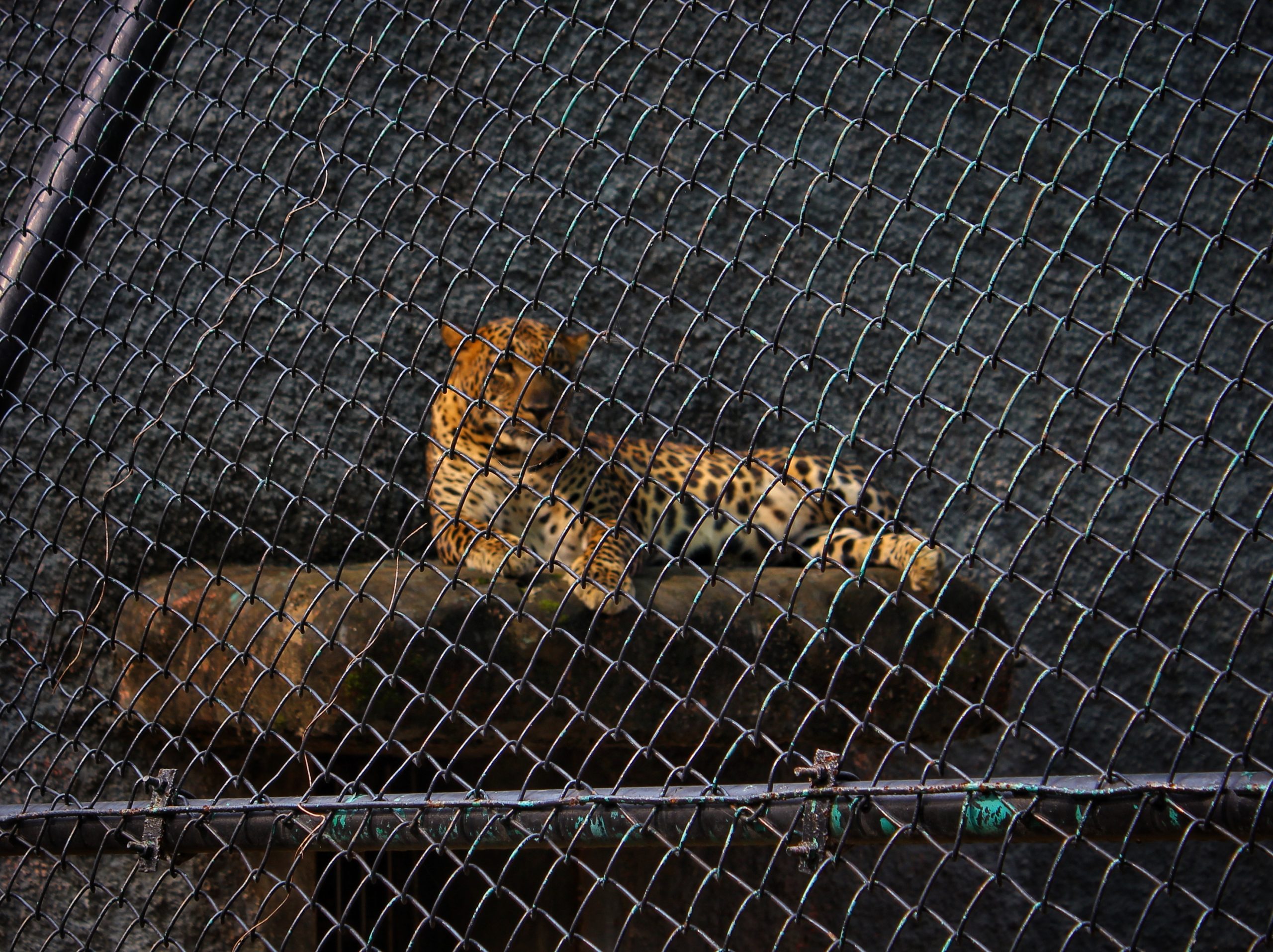 Leopard sitting on rock behind the net