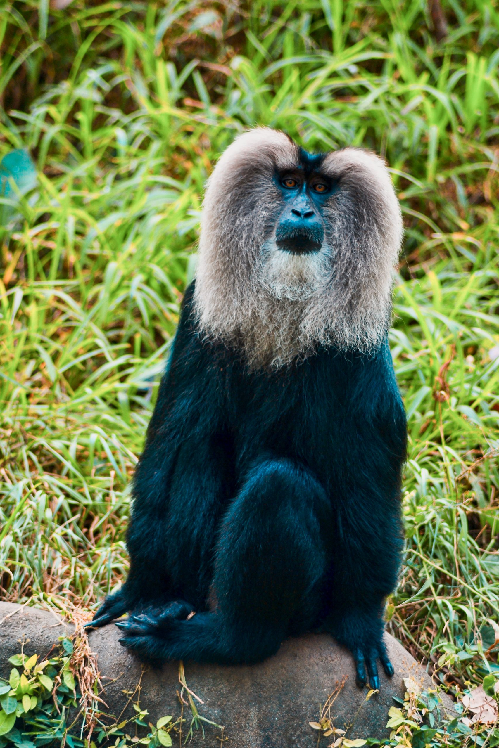 Lion tailed macaque