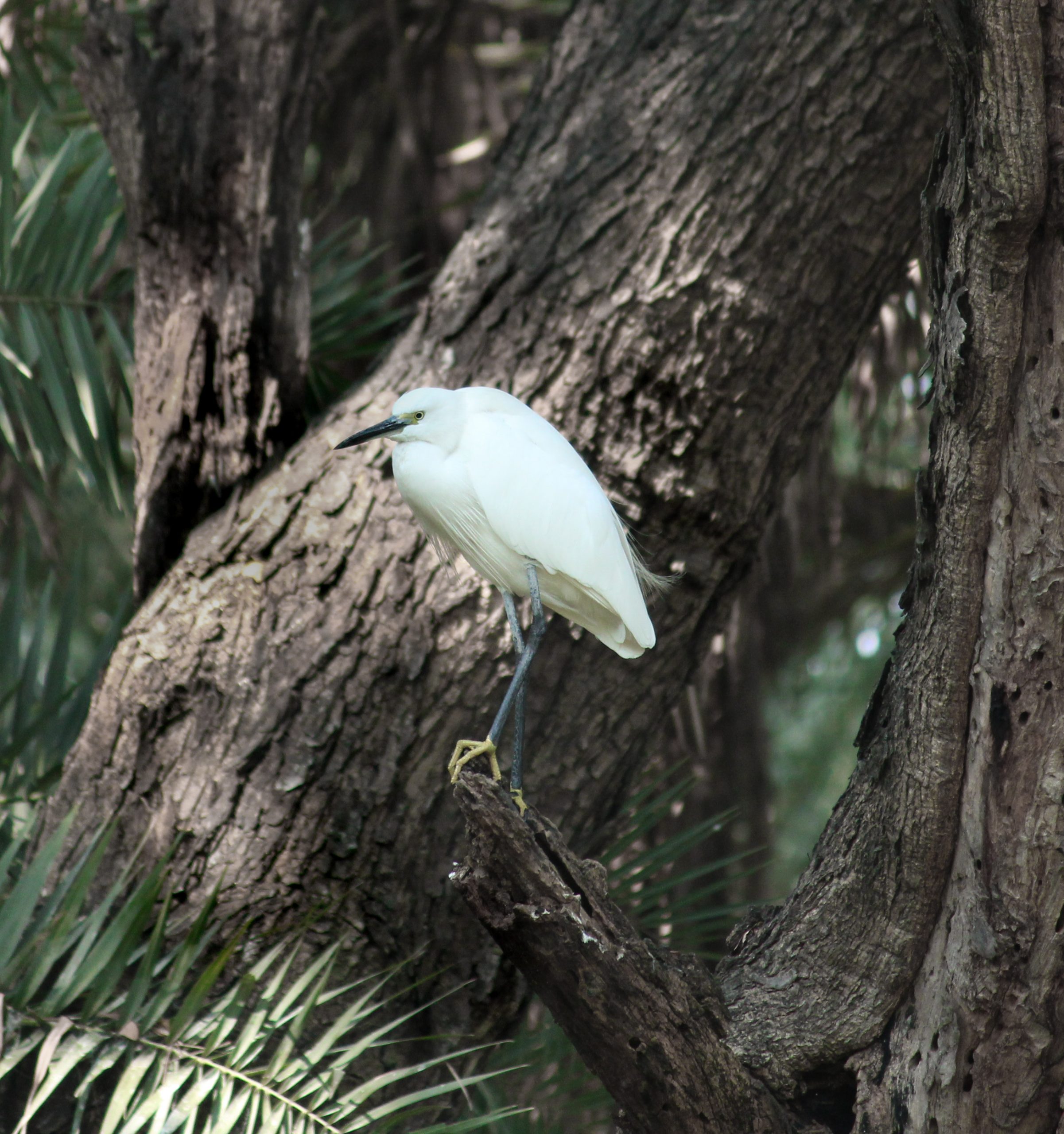 Egret on tree