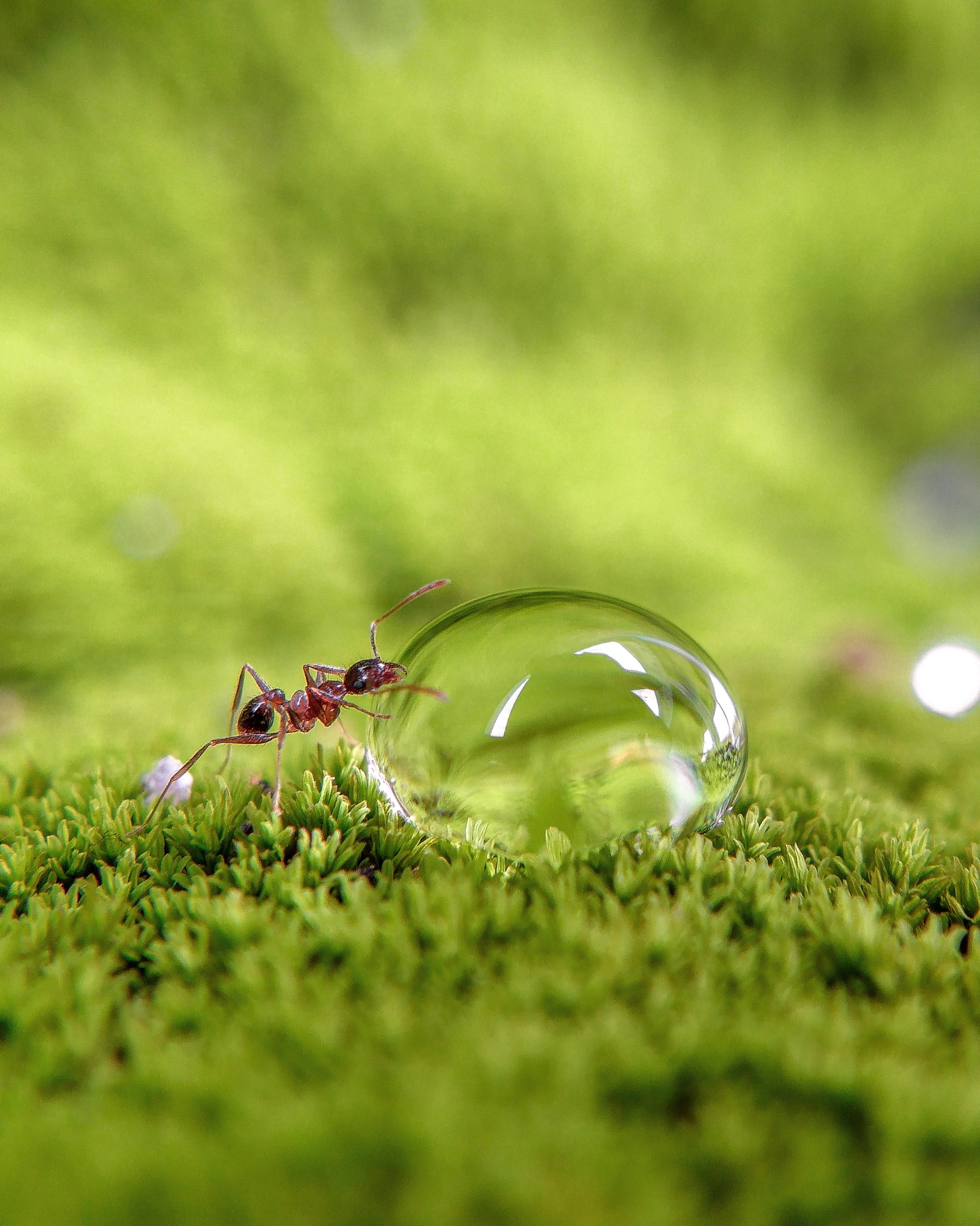 Ant on water drop