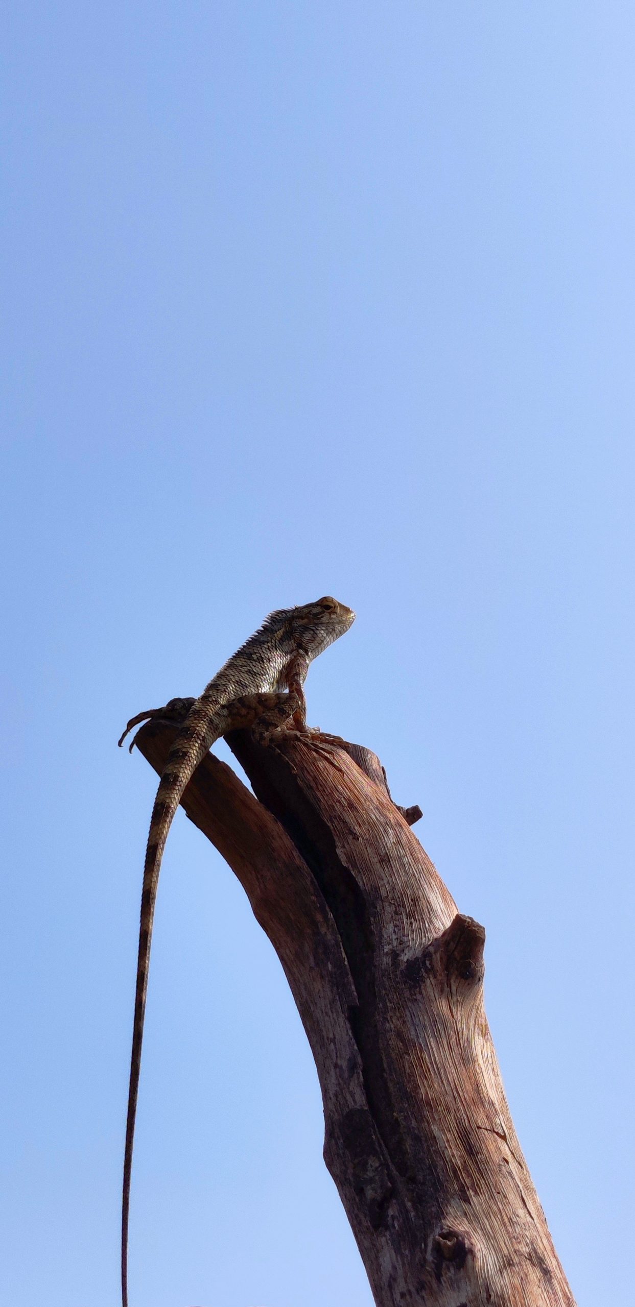 A lizard on a dry wood