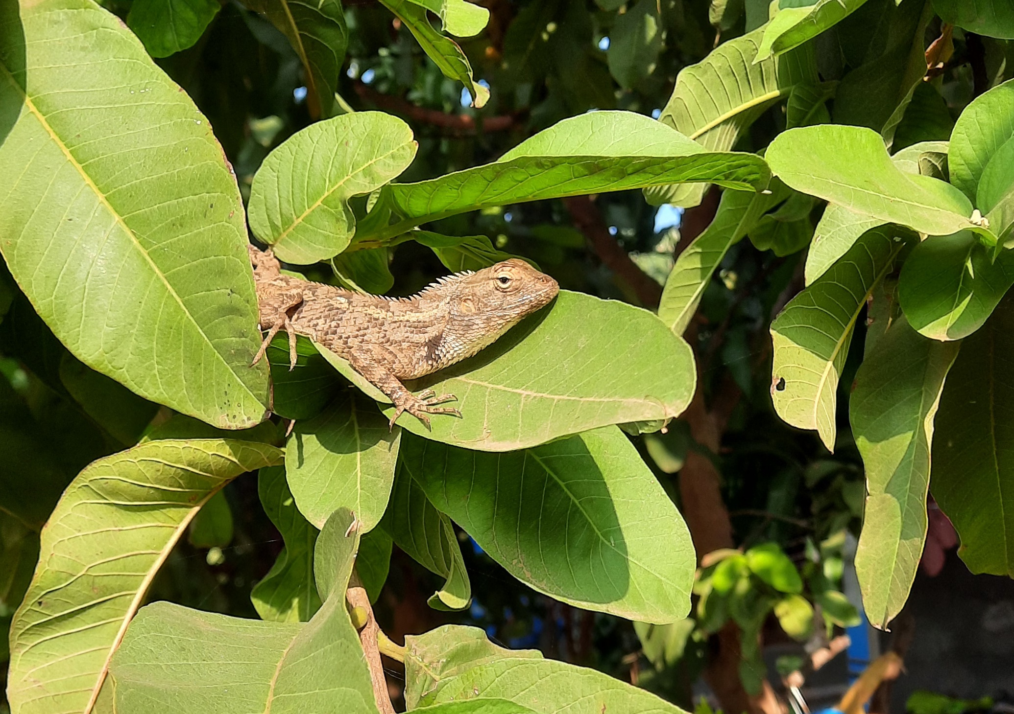 Lizard on plant leaf
