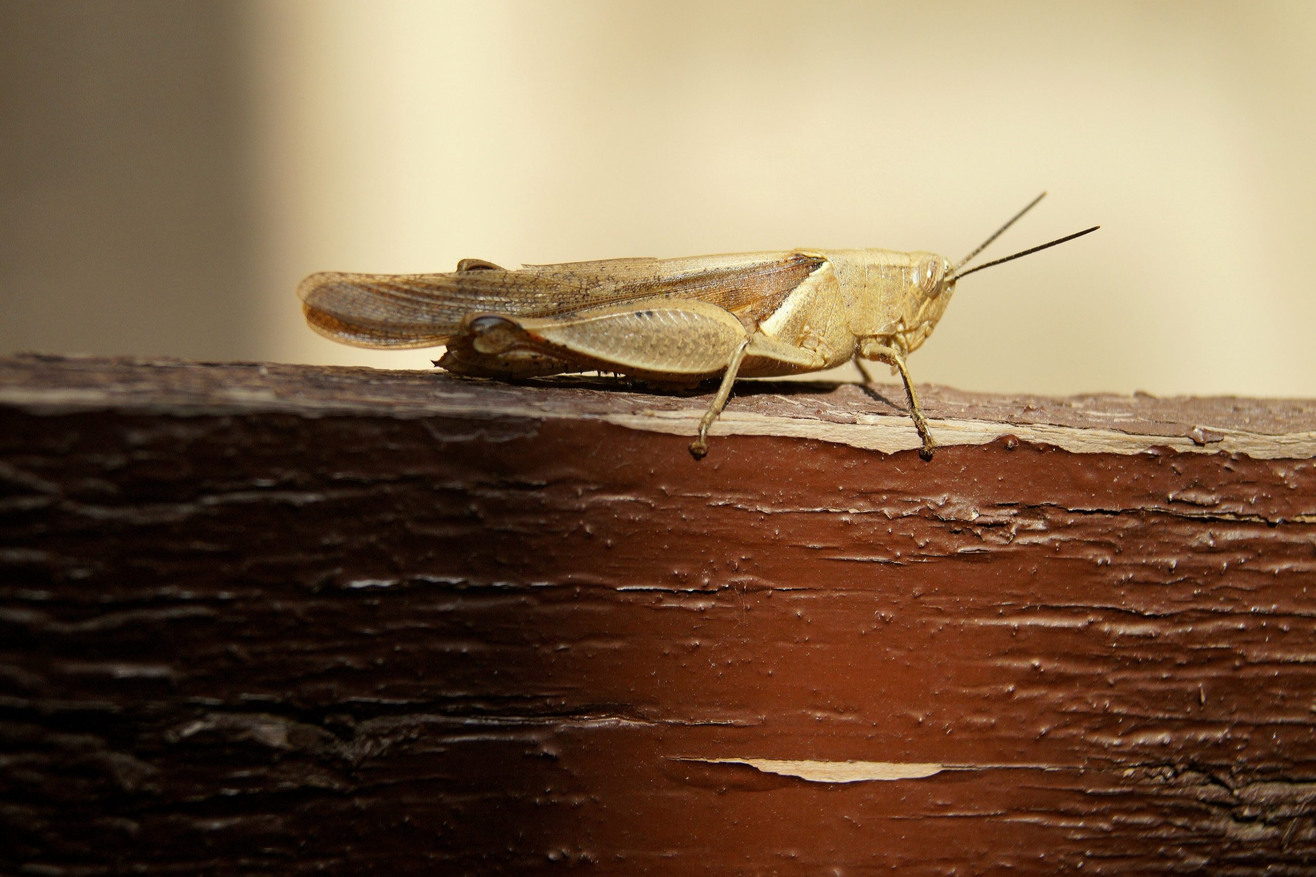 Locust closeup
