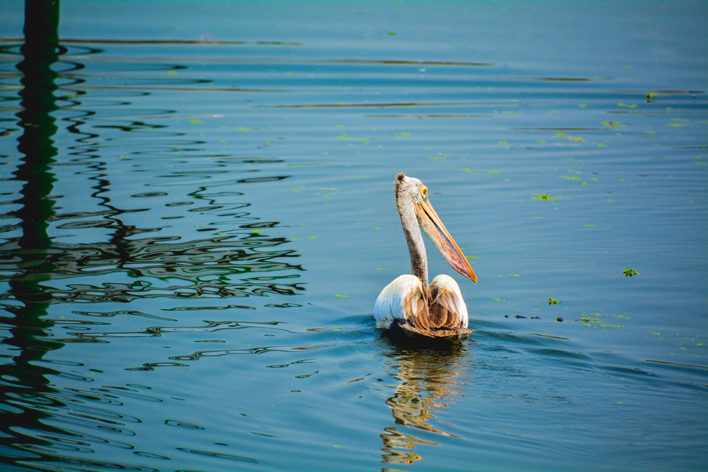 A white pelican in water
