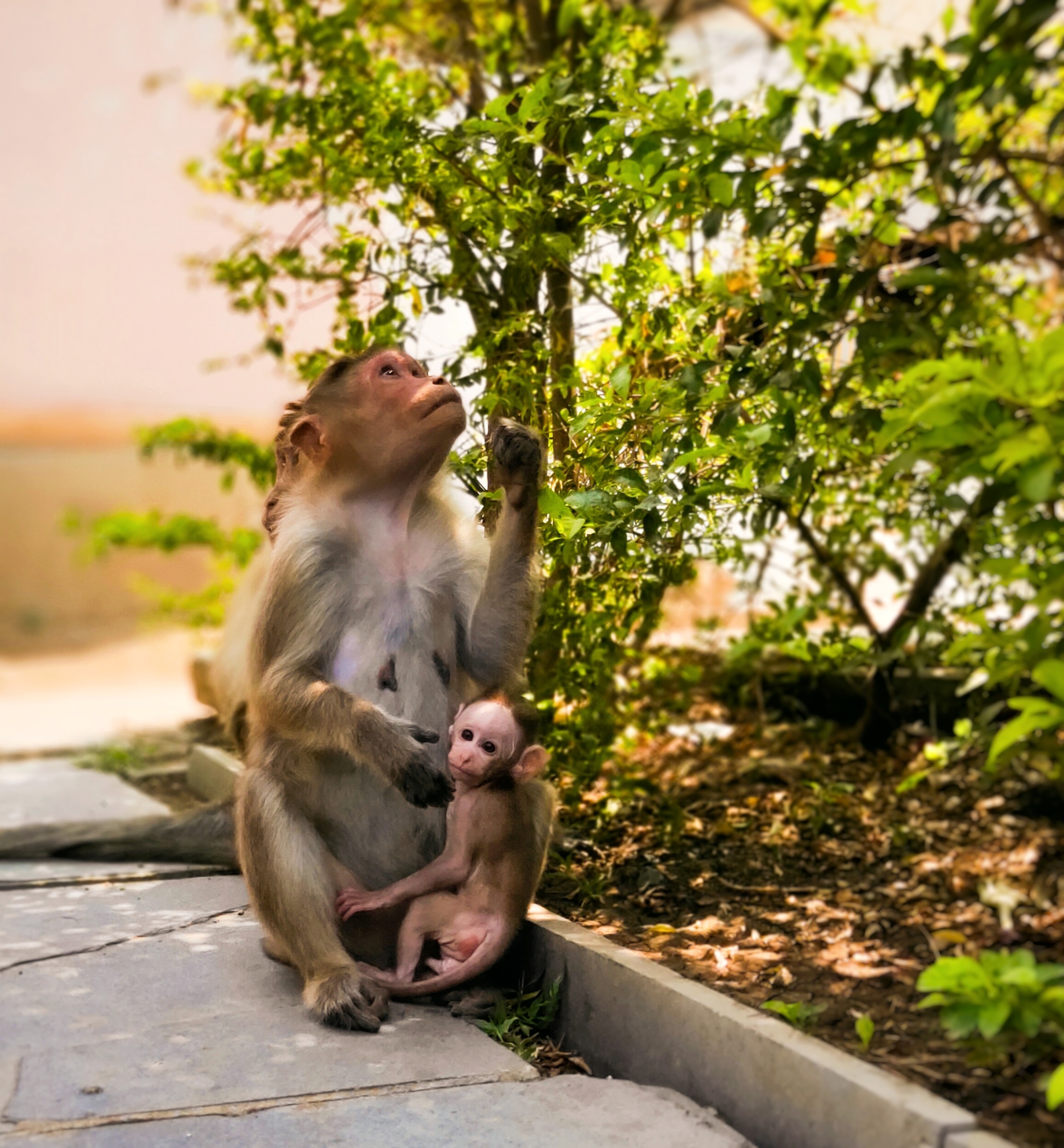 A male monkey with baby monkey