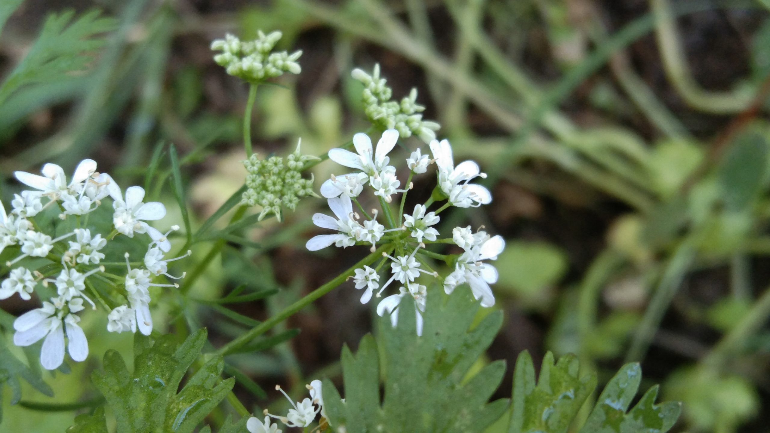 Flowering plant