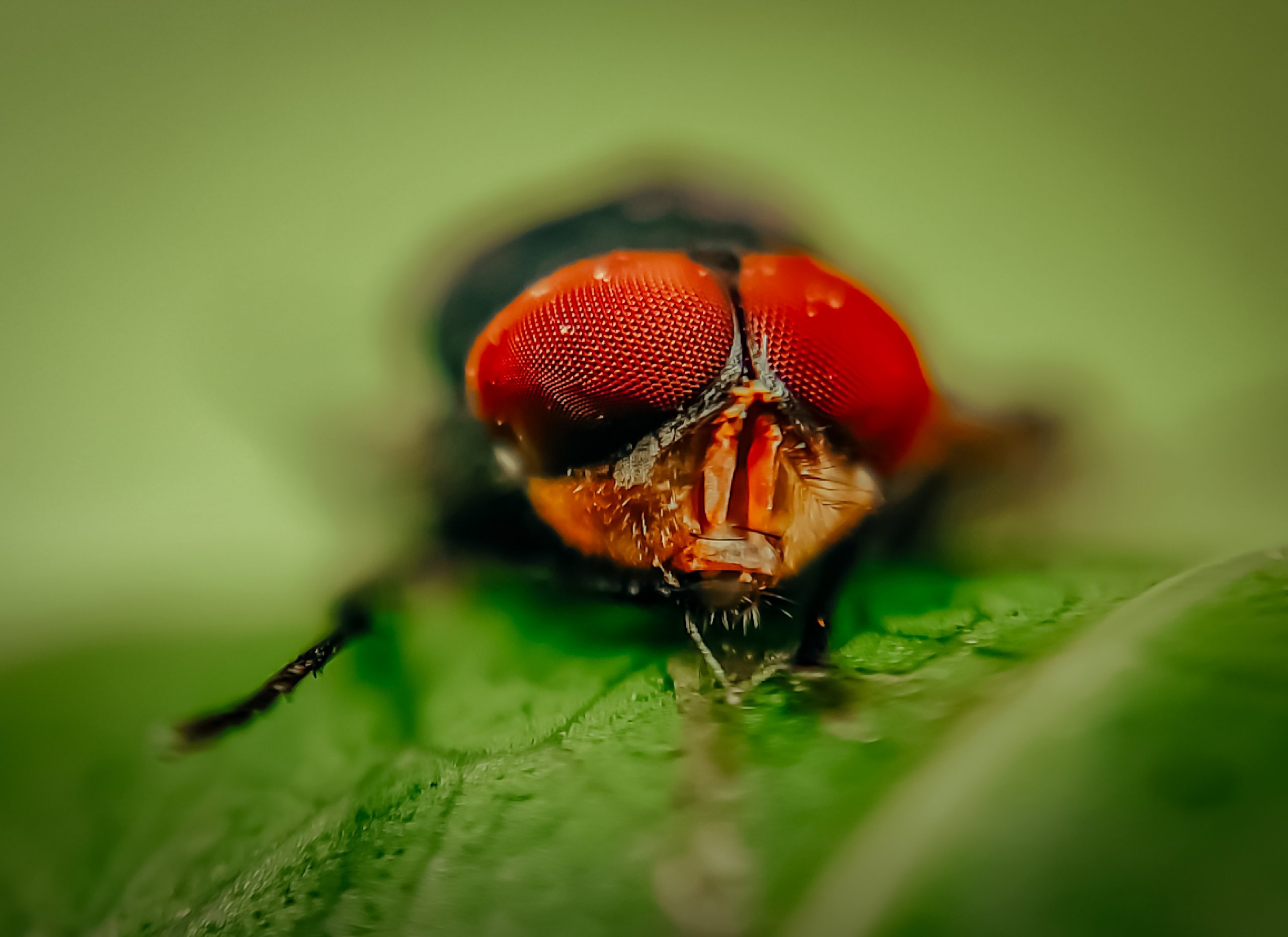 Zoomed landscape of a fly