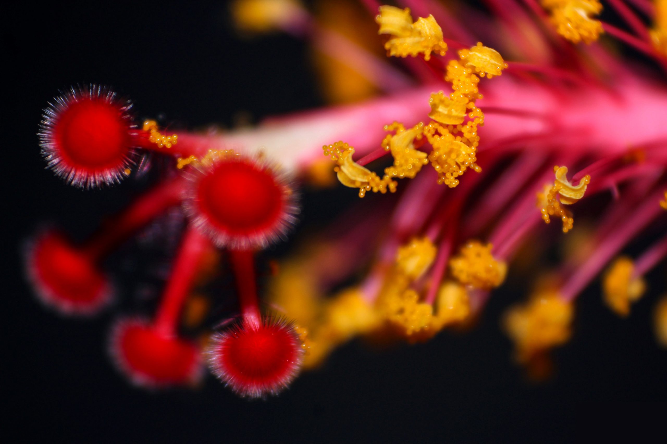 Macro view of a flower