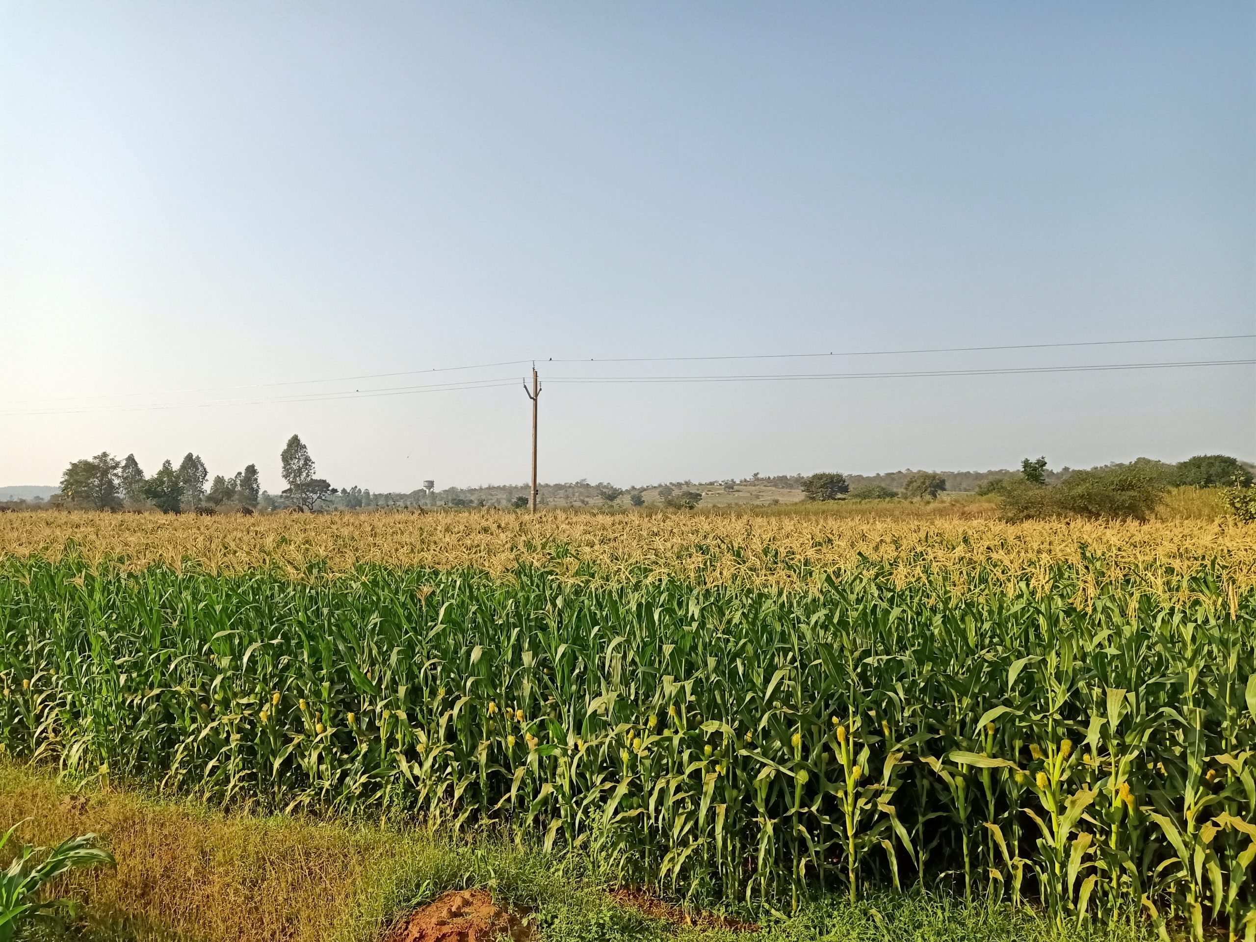 Maize crop in farm