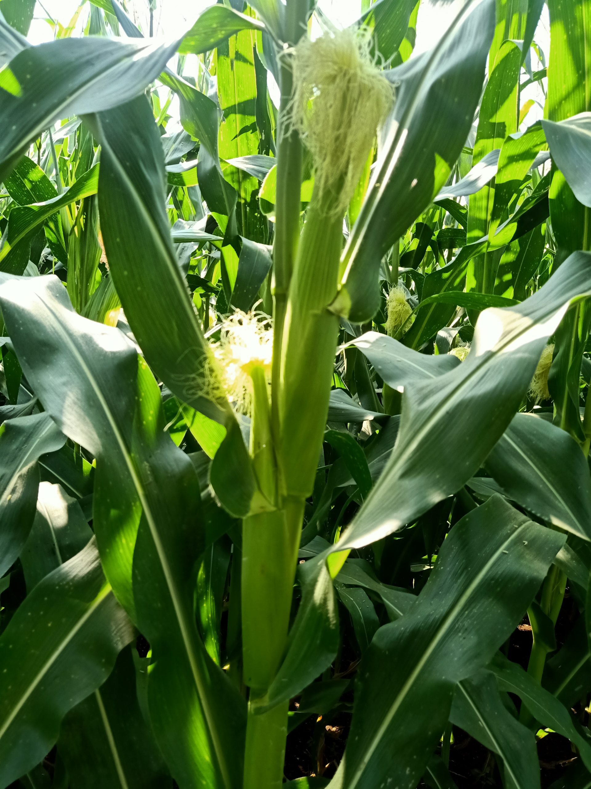 Maize silks on plant