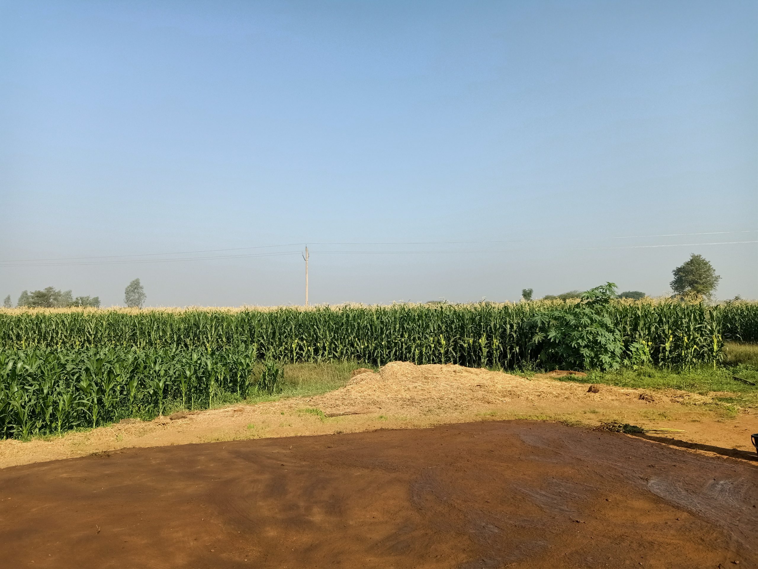 Maize plants fields