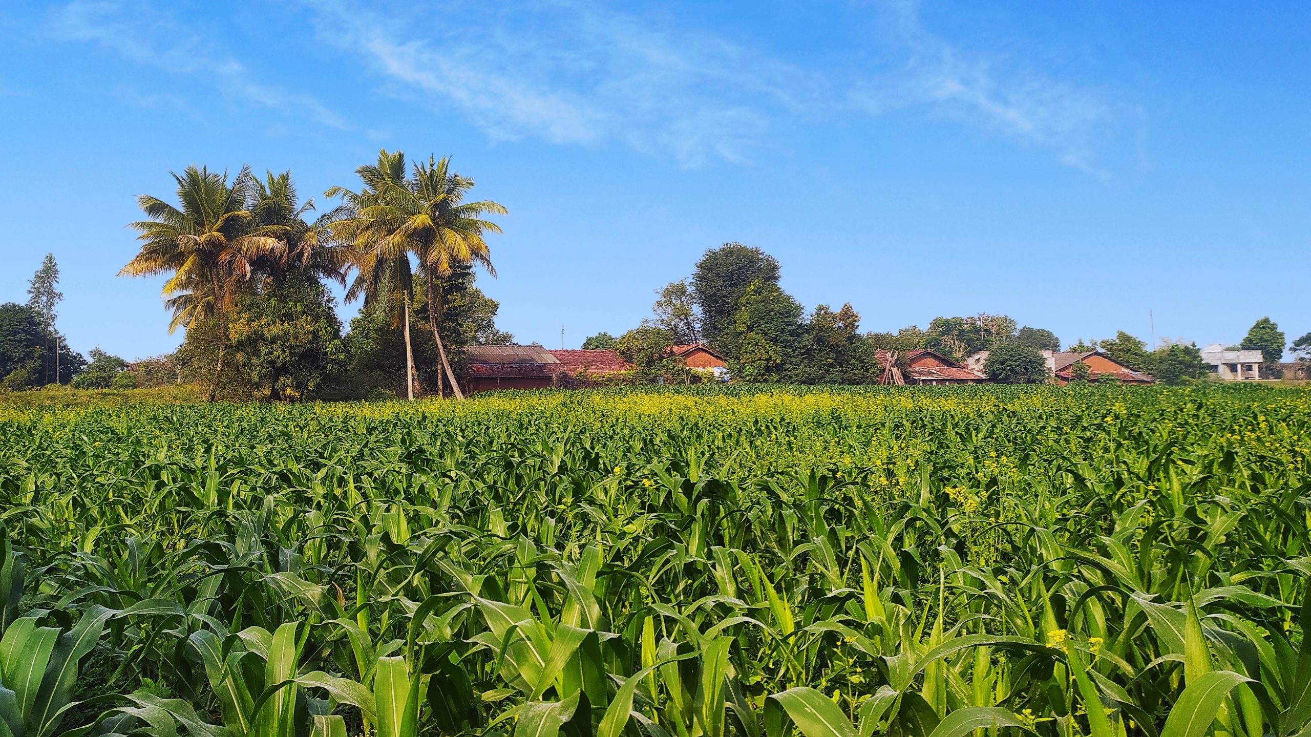 top-tips-ahead-of-maize-planting-farmers-guide