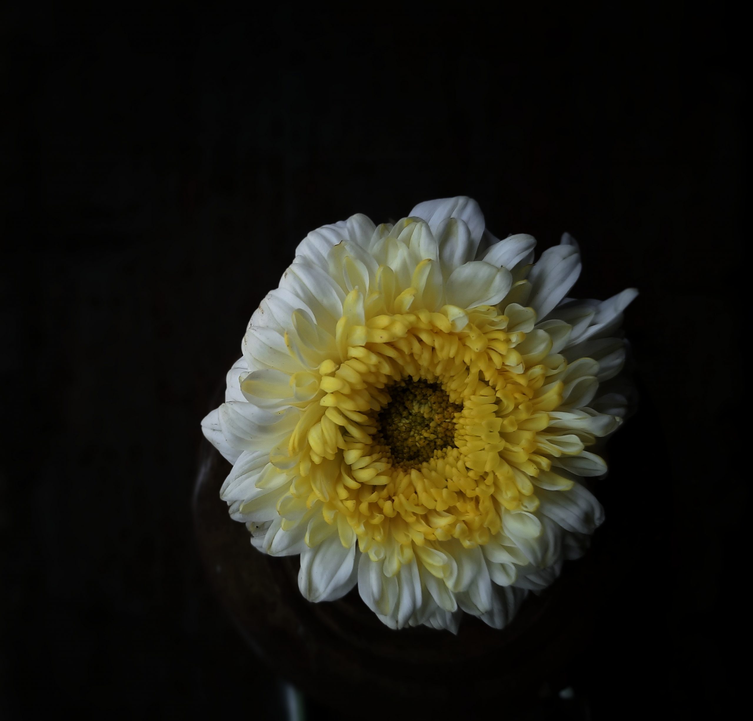 Marigold white flower