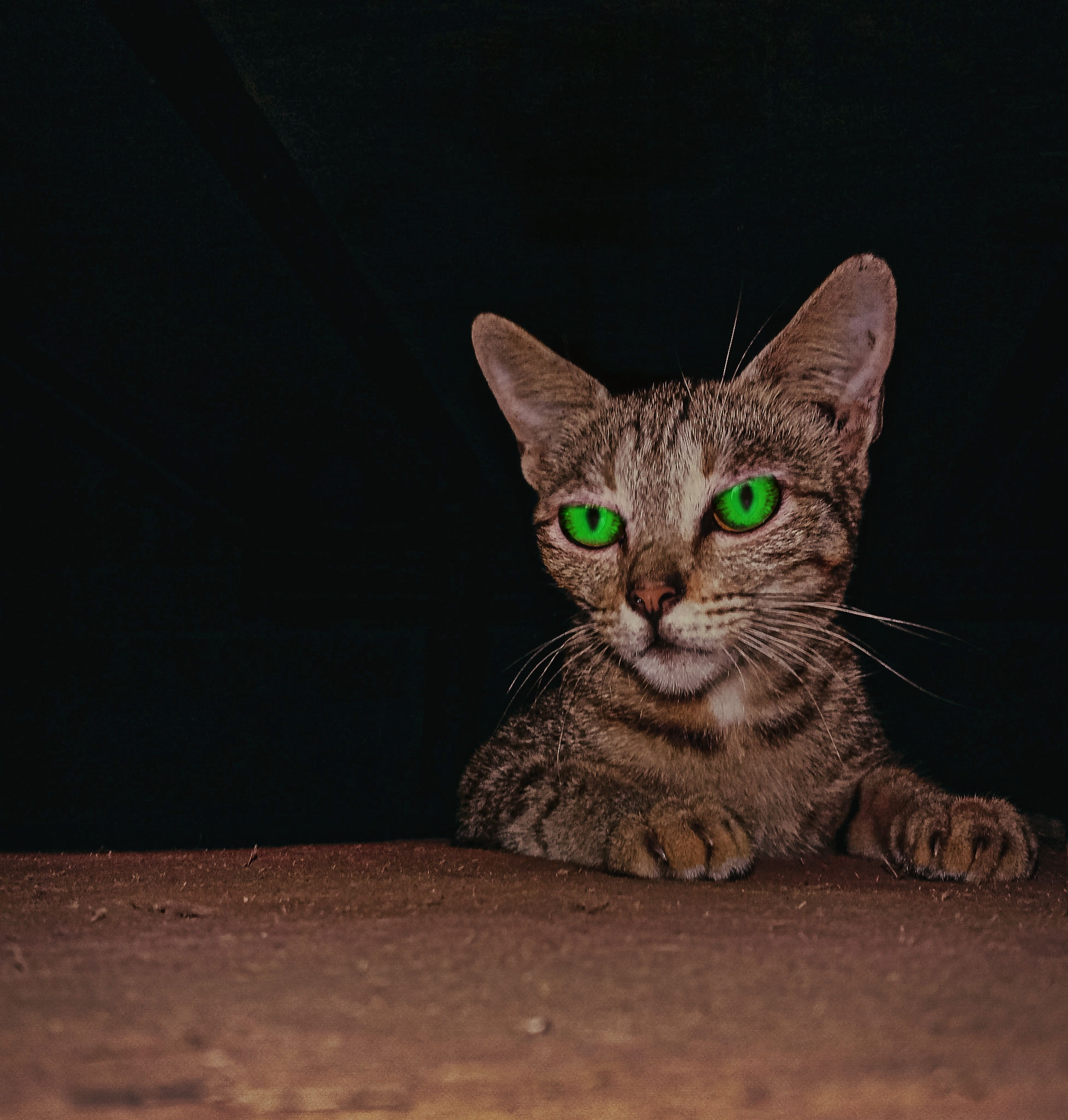 close-up of a cat