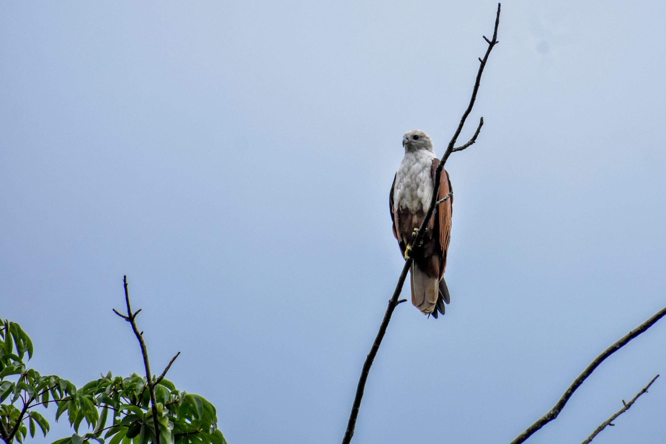 Eagle sitting on branch