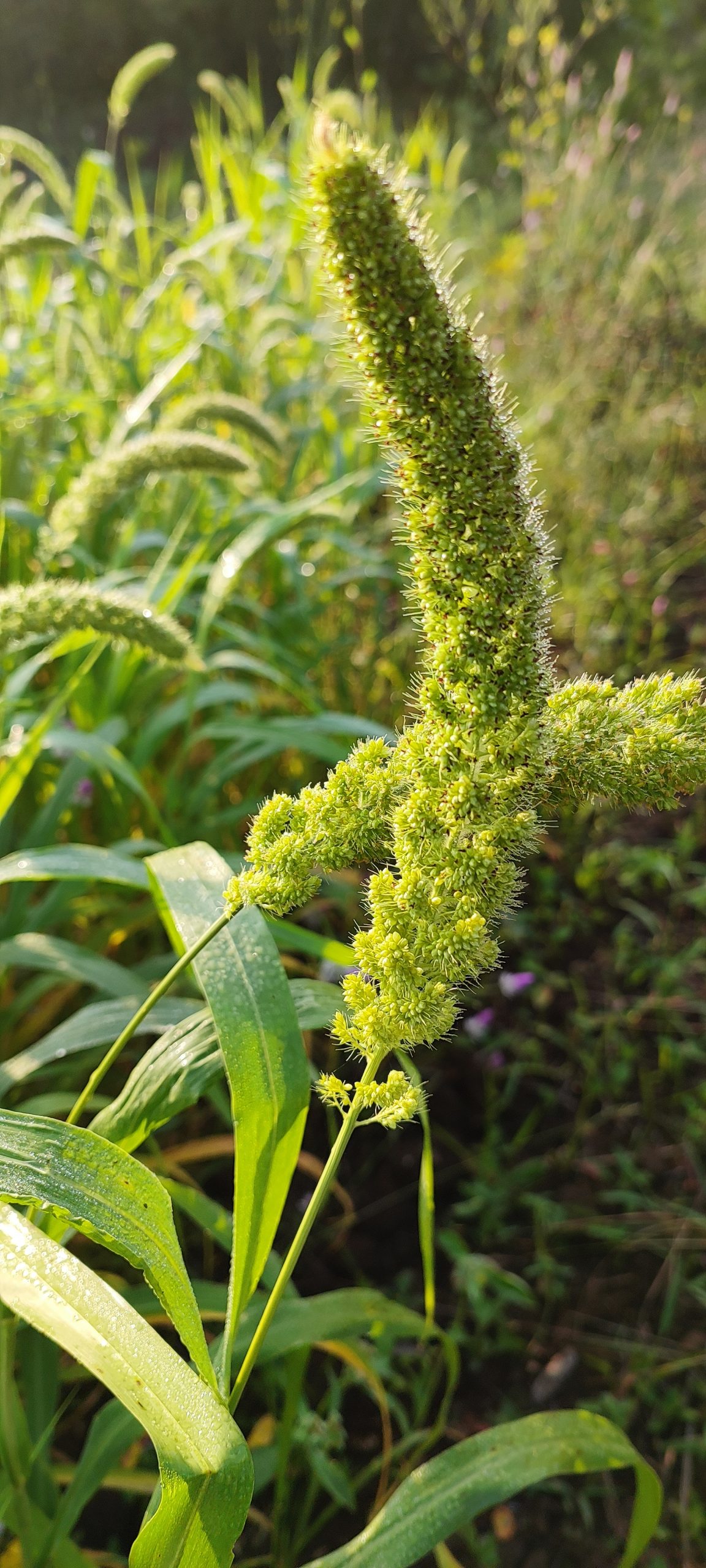 Millet plant