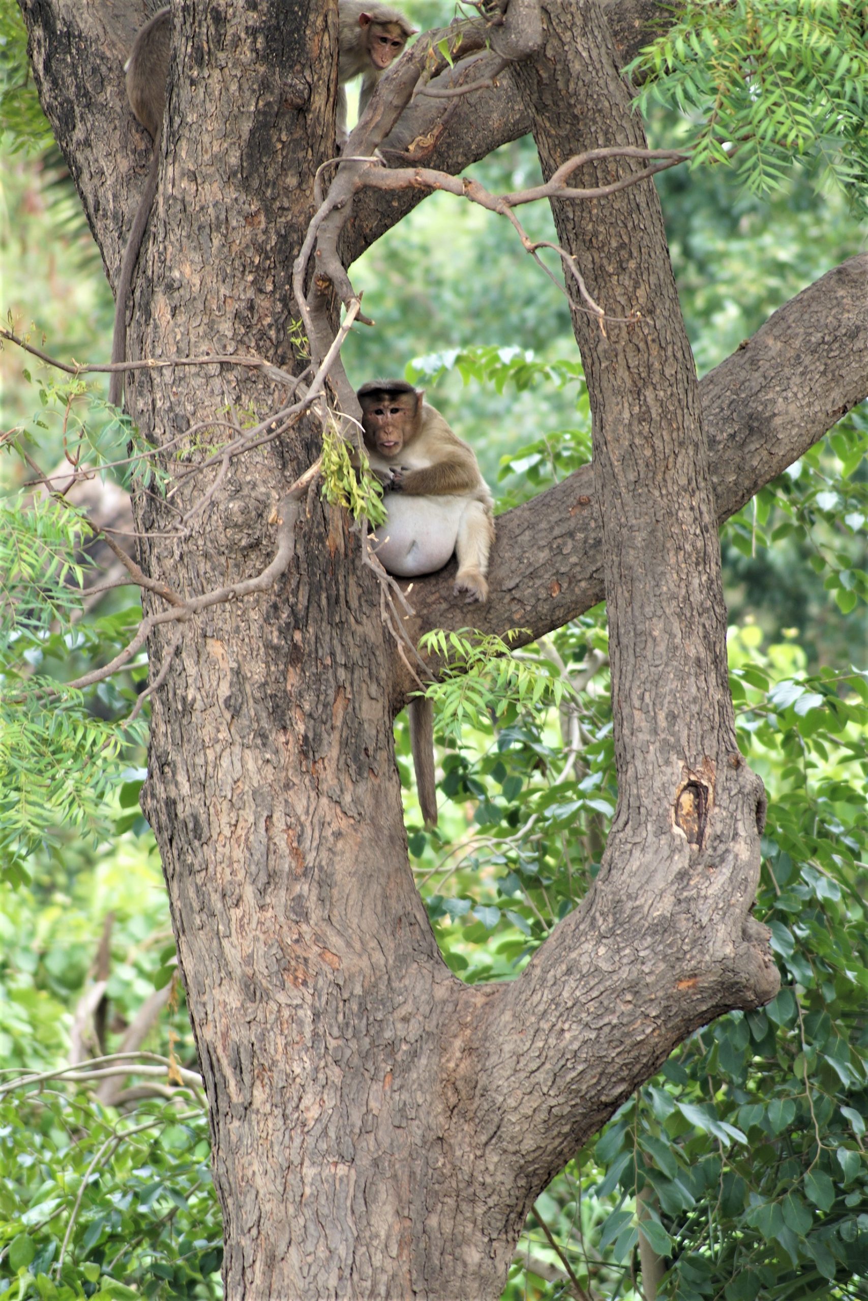 Monkey sitting on tree