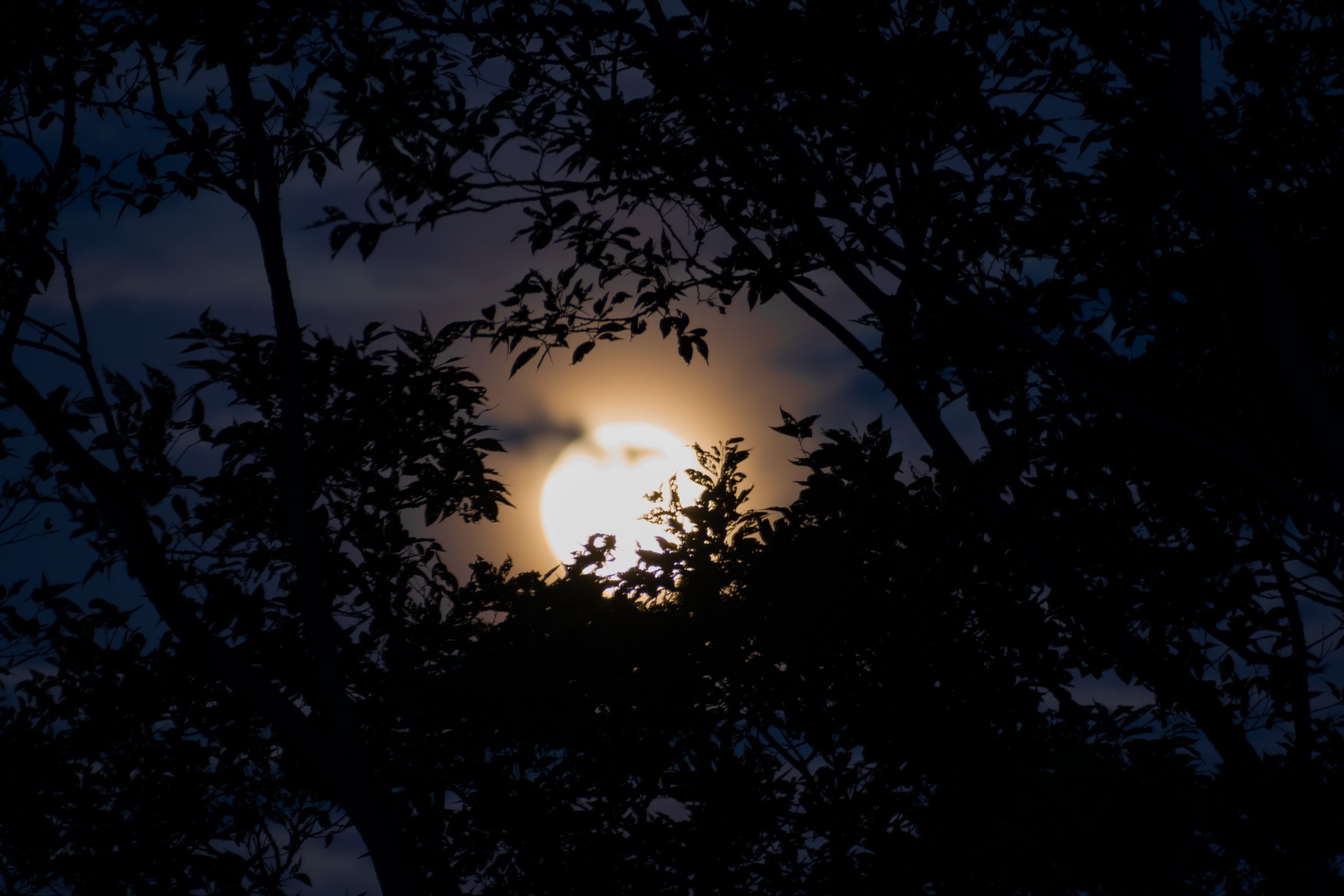 Moon view through the tree