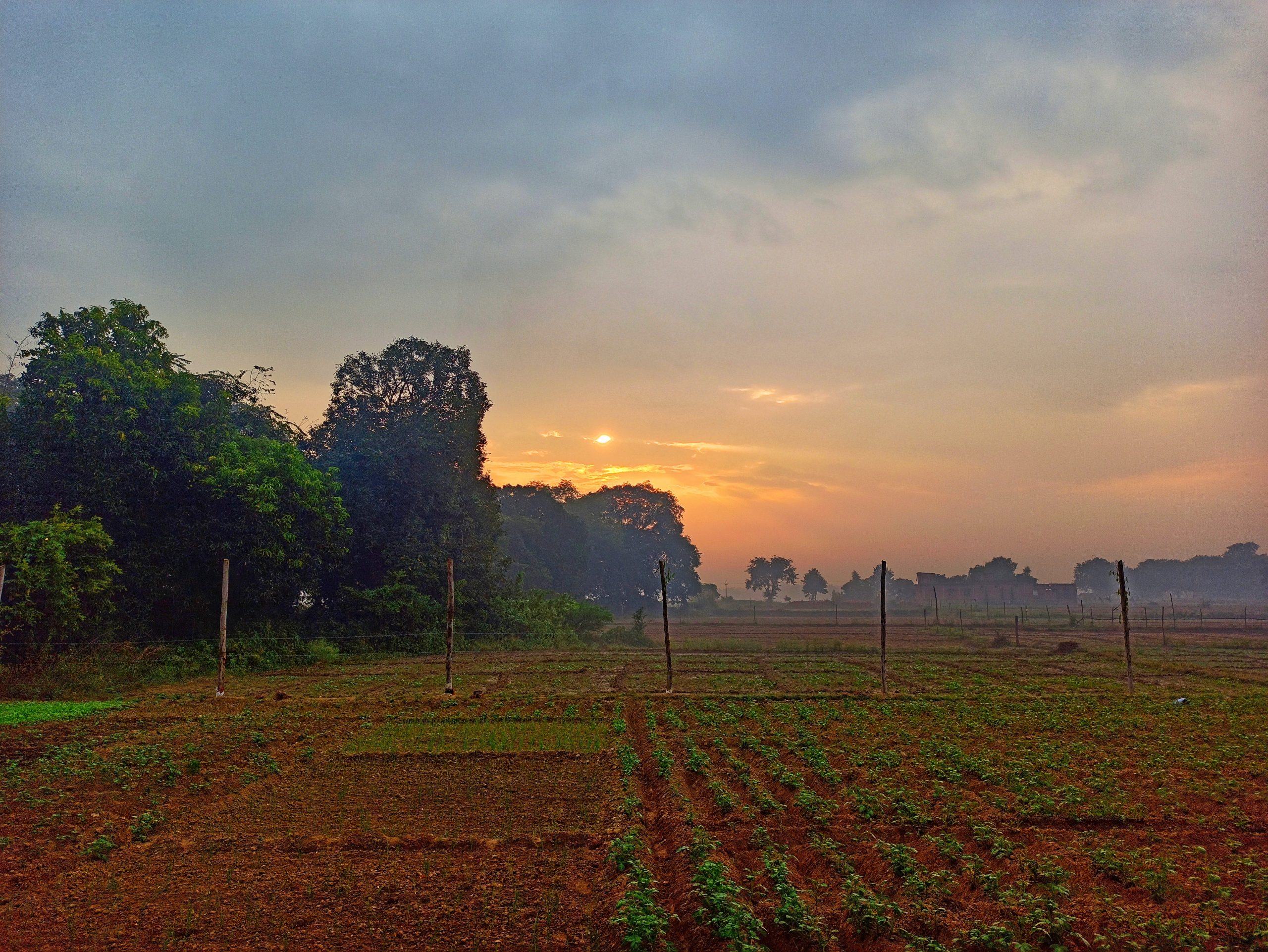 Agriculture field