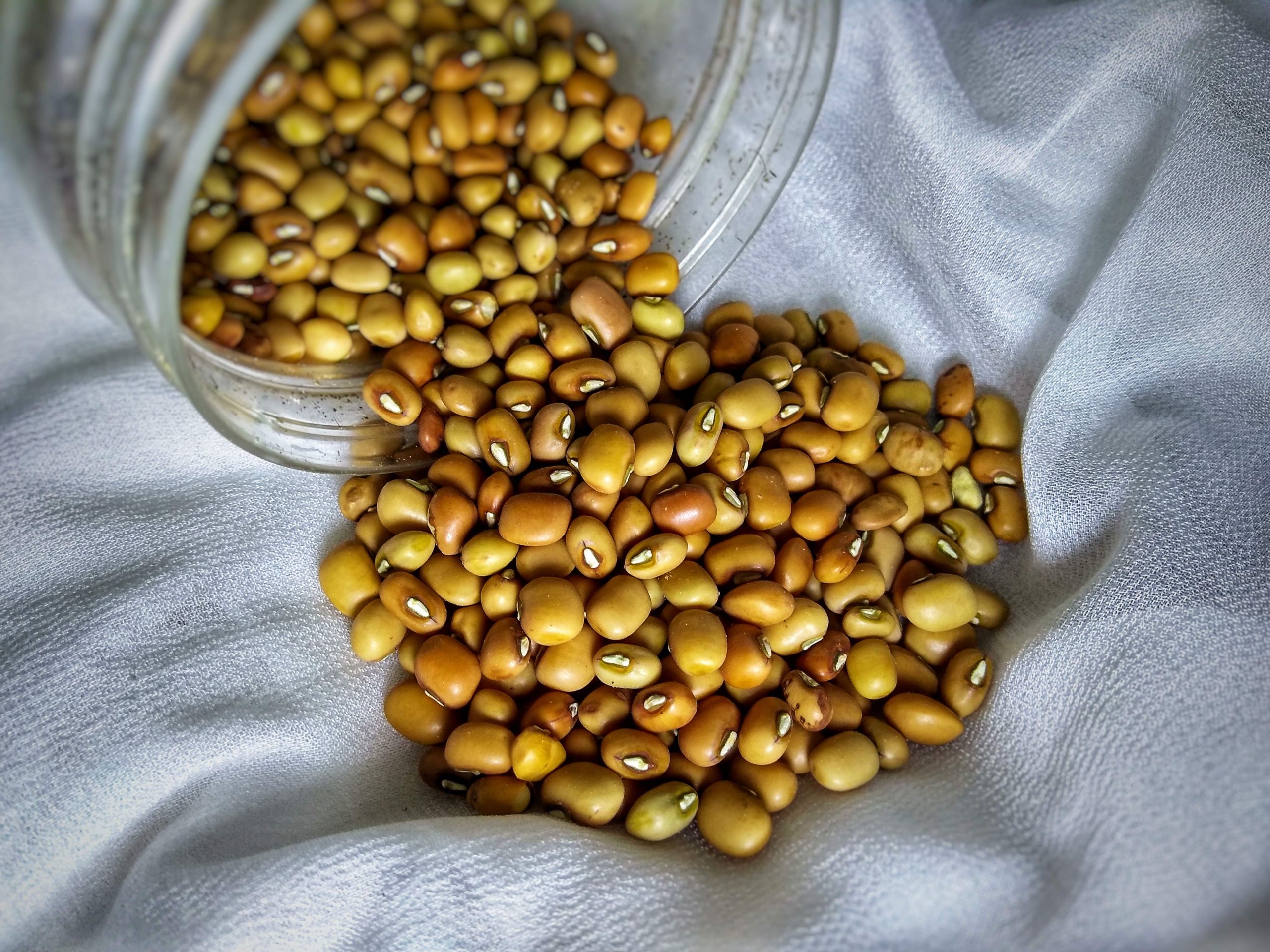 Beans seeds
