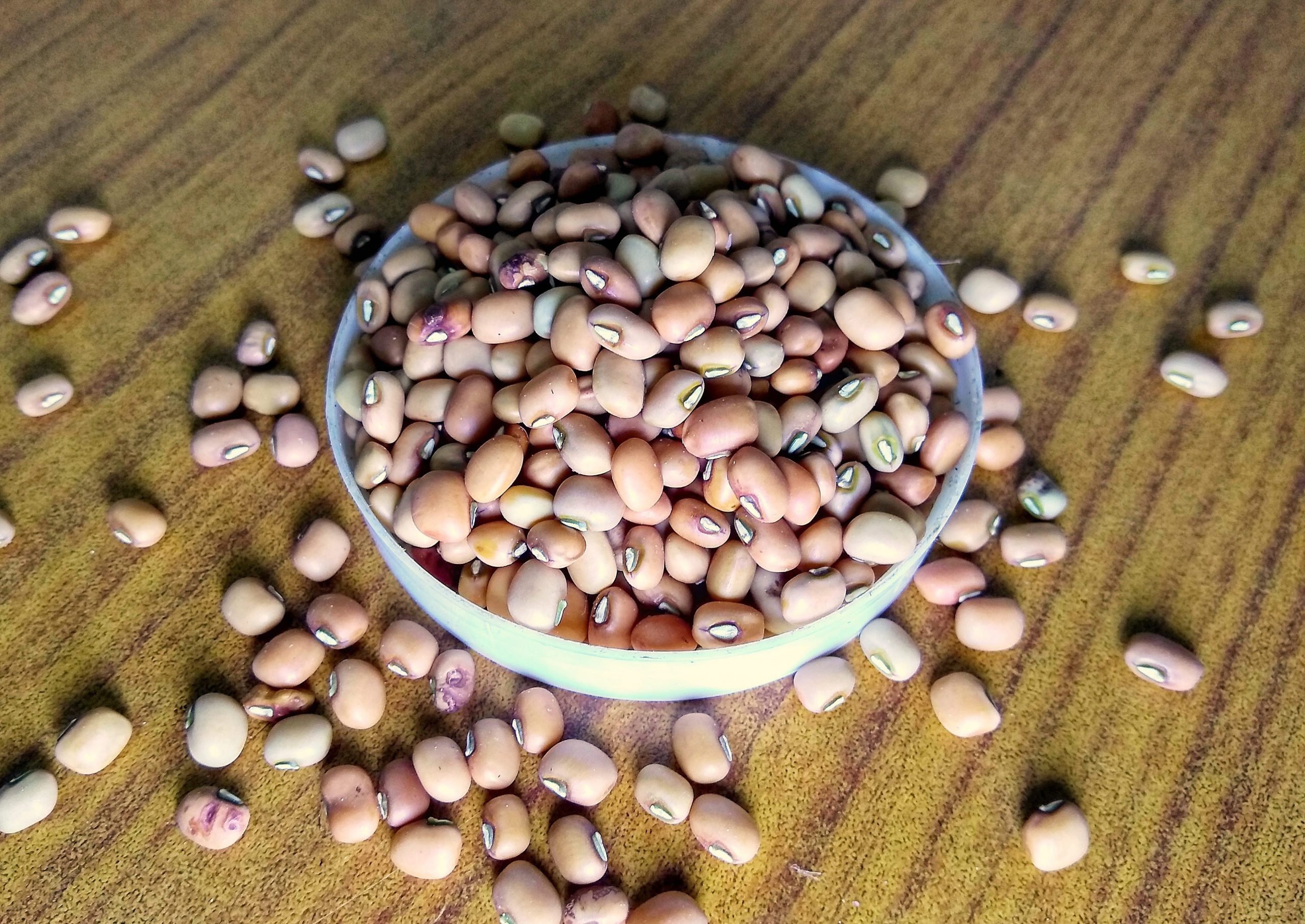 Common bean seeds