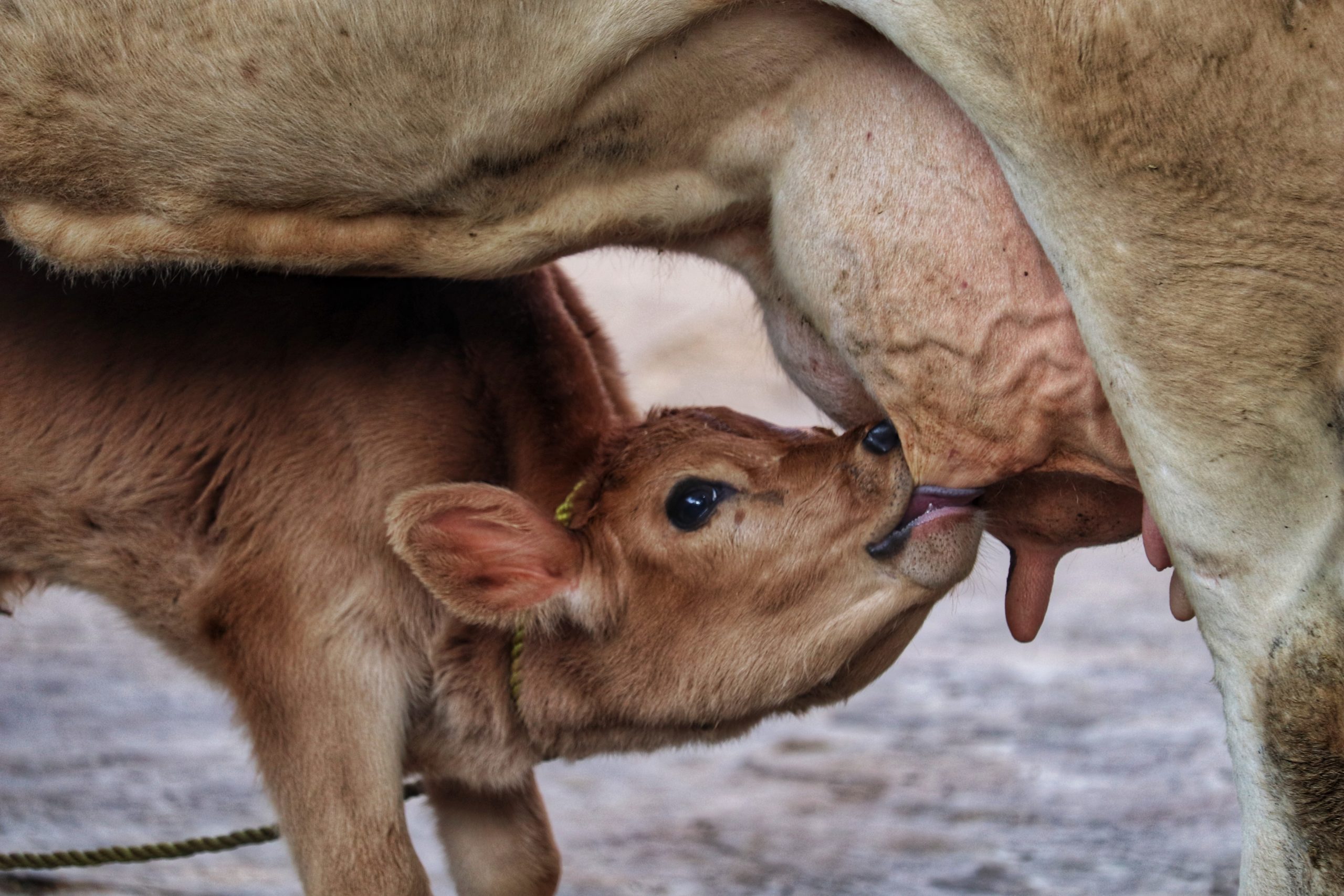 Cow feeding Calf