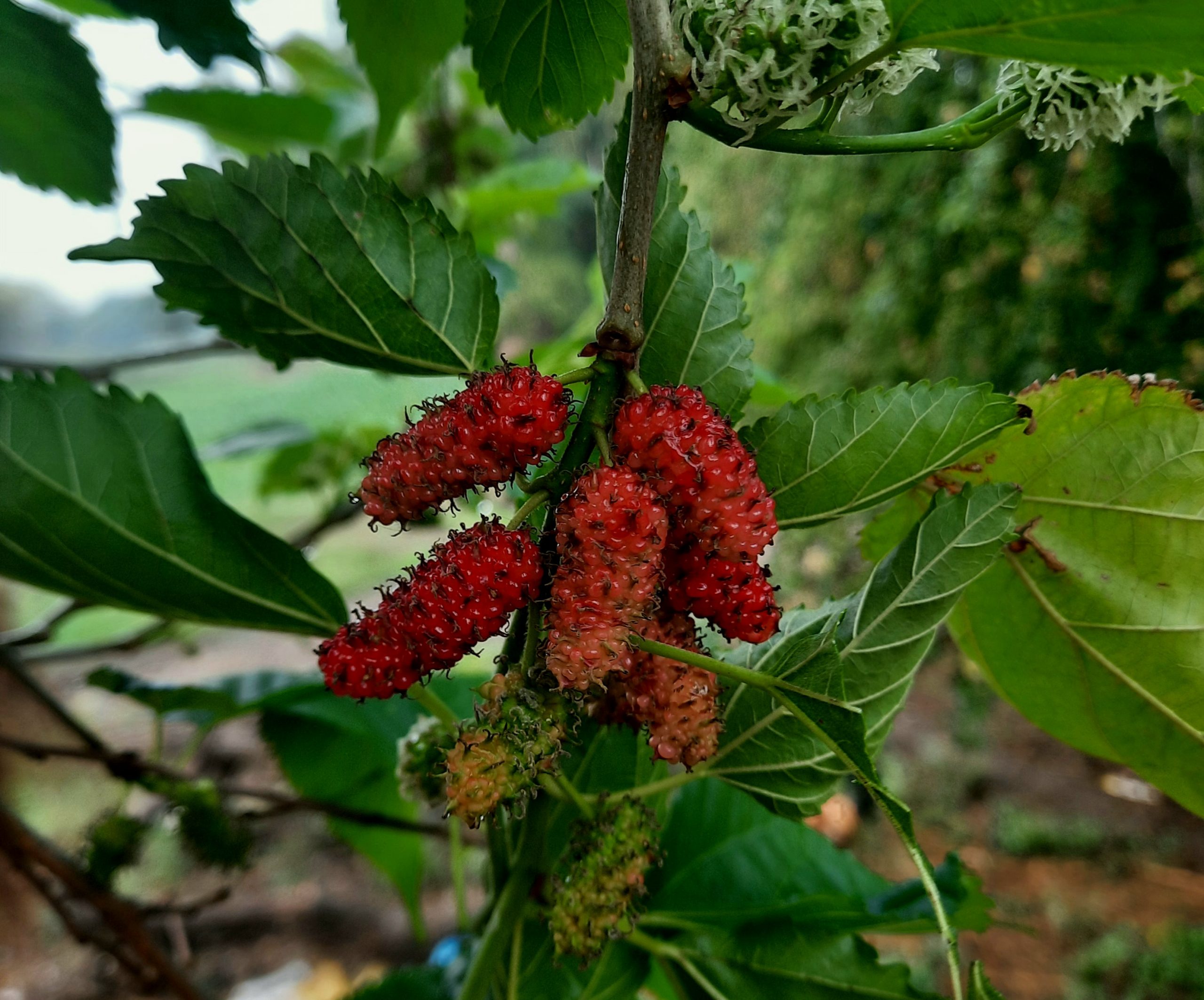 Mulberries plant