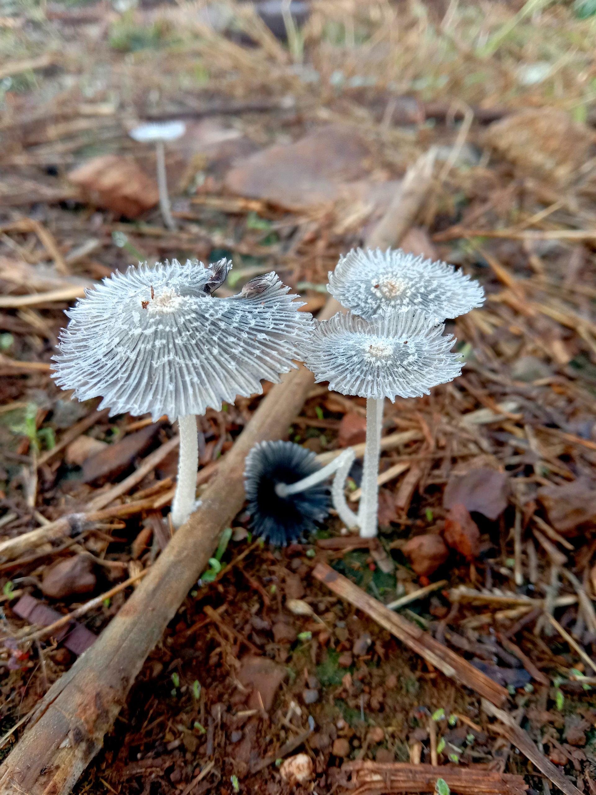 Mushrooms growing in soil