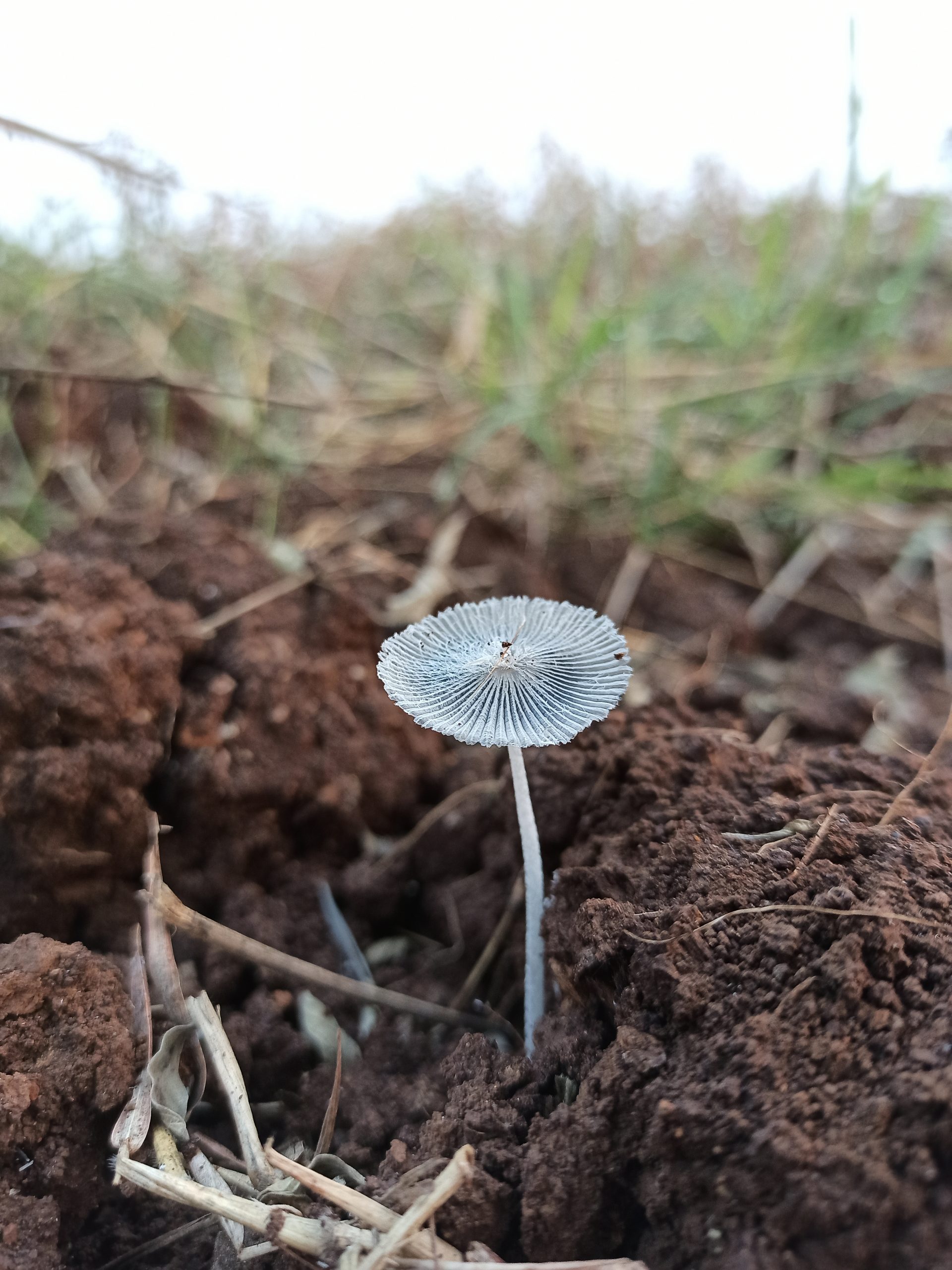 Little Mushroom crop in farm