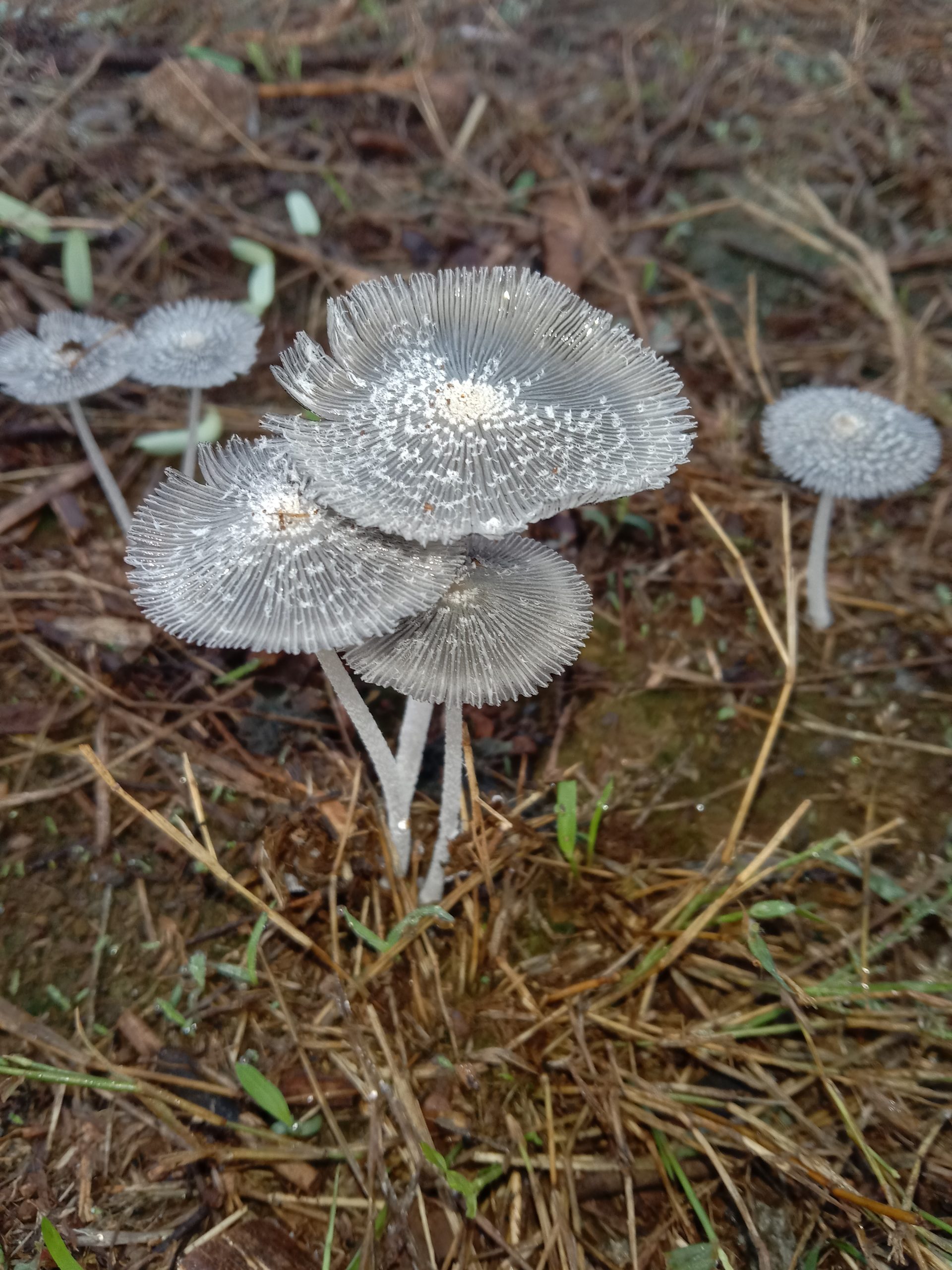 Mushroom plants