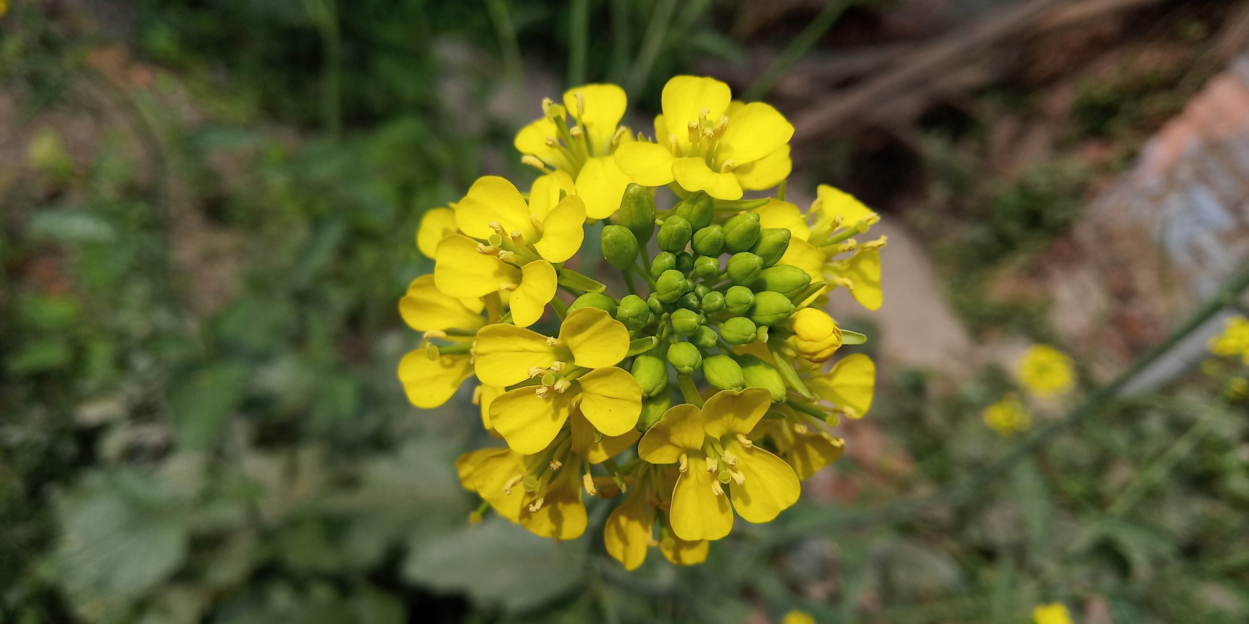 Mustard Plant In Sunlight PixaHive