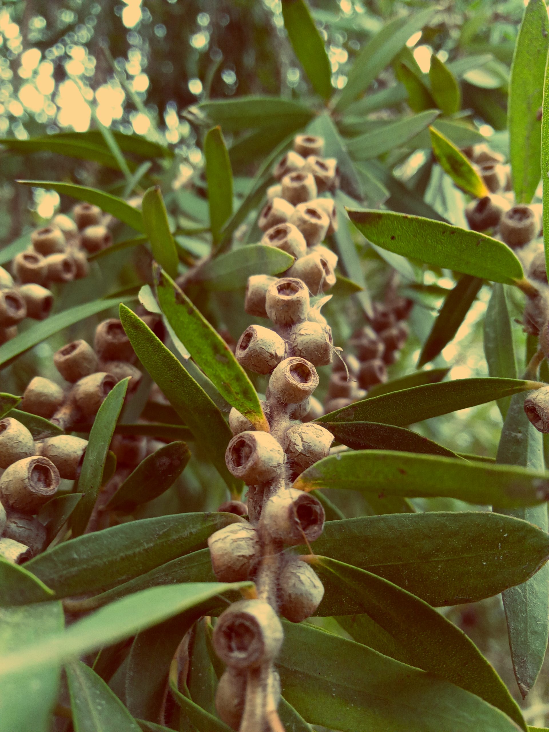 Close-up of a plant buds