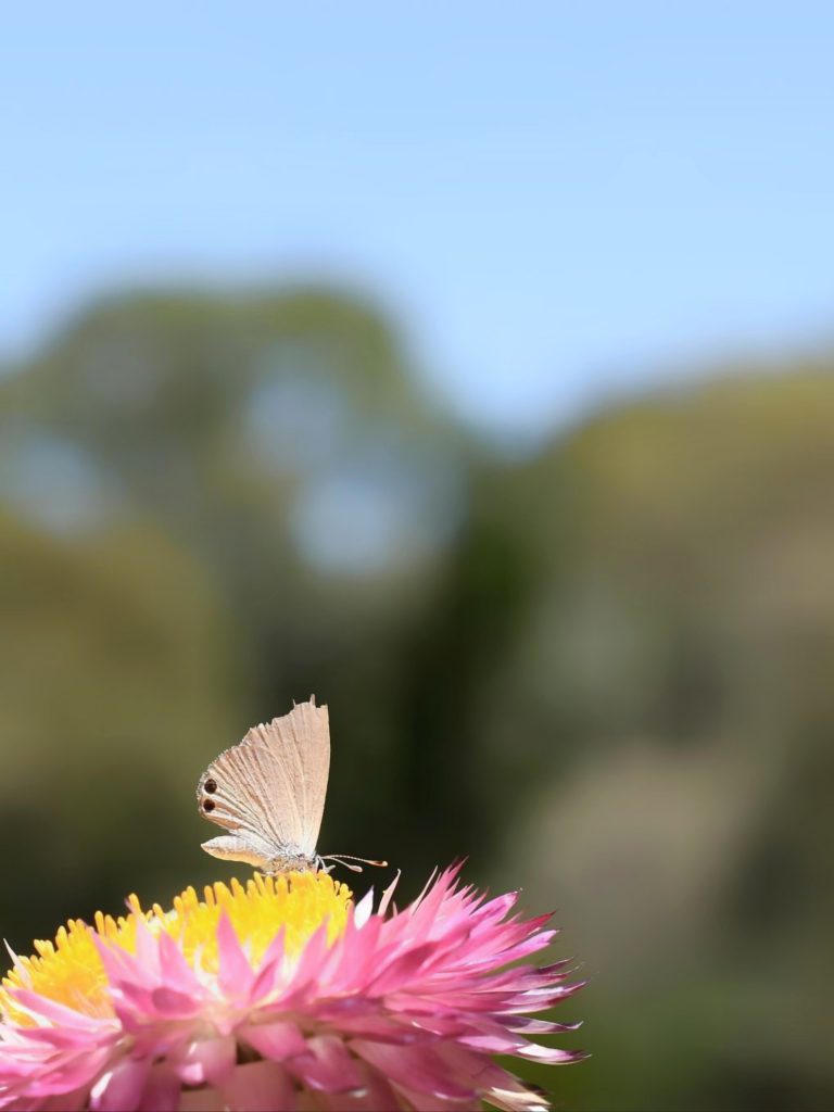 Nectar Closeup PixaHive