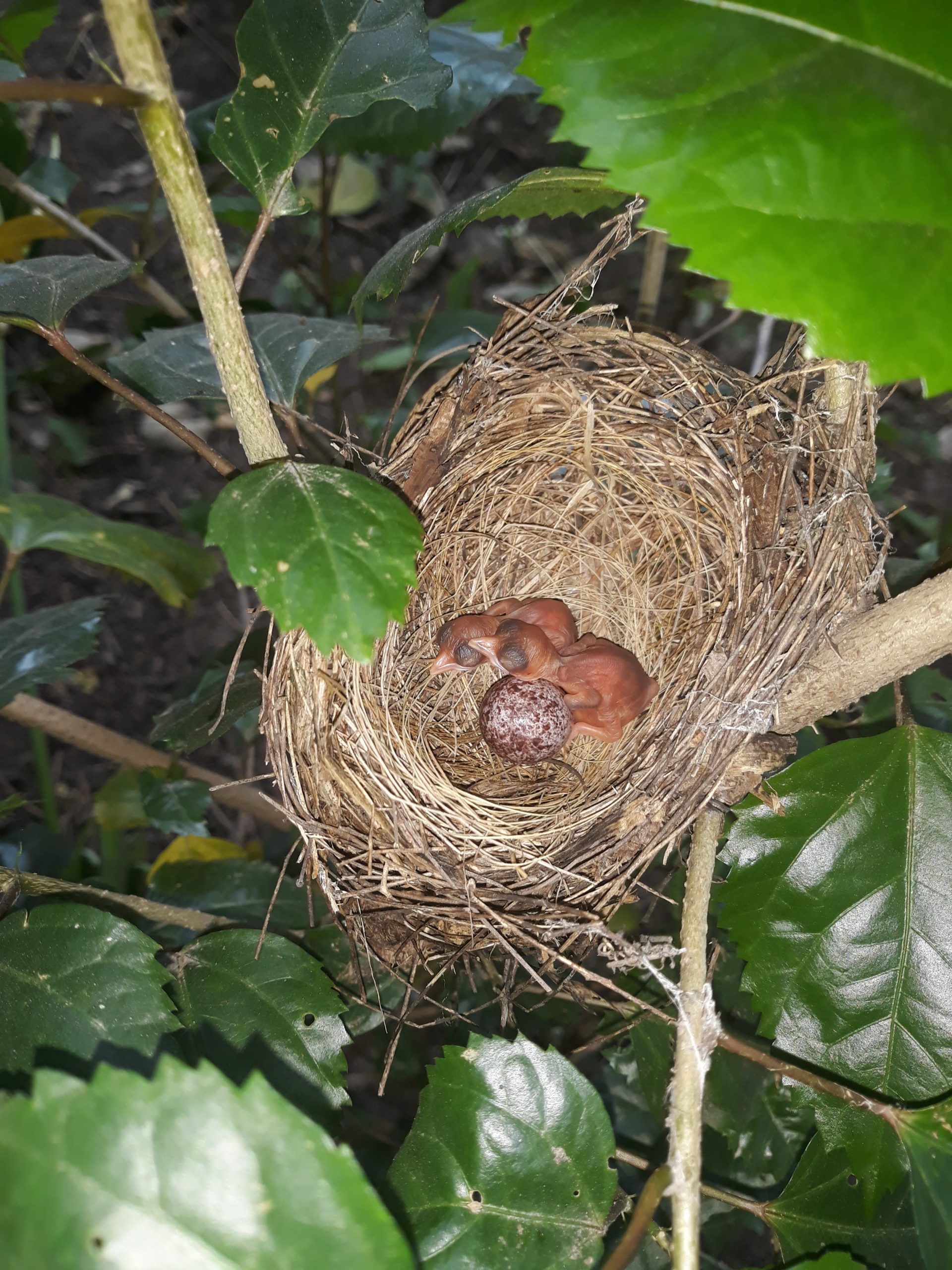 Nest of a bird