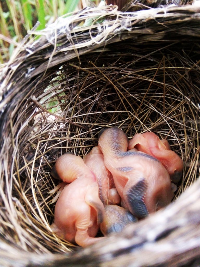 new born birds PixaHive