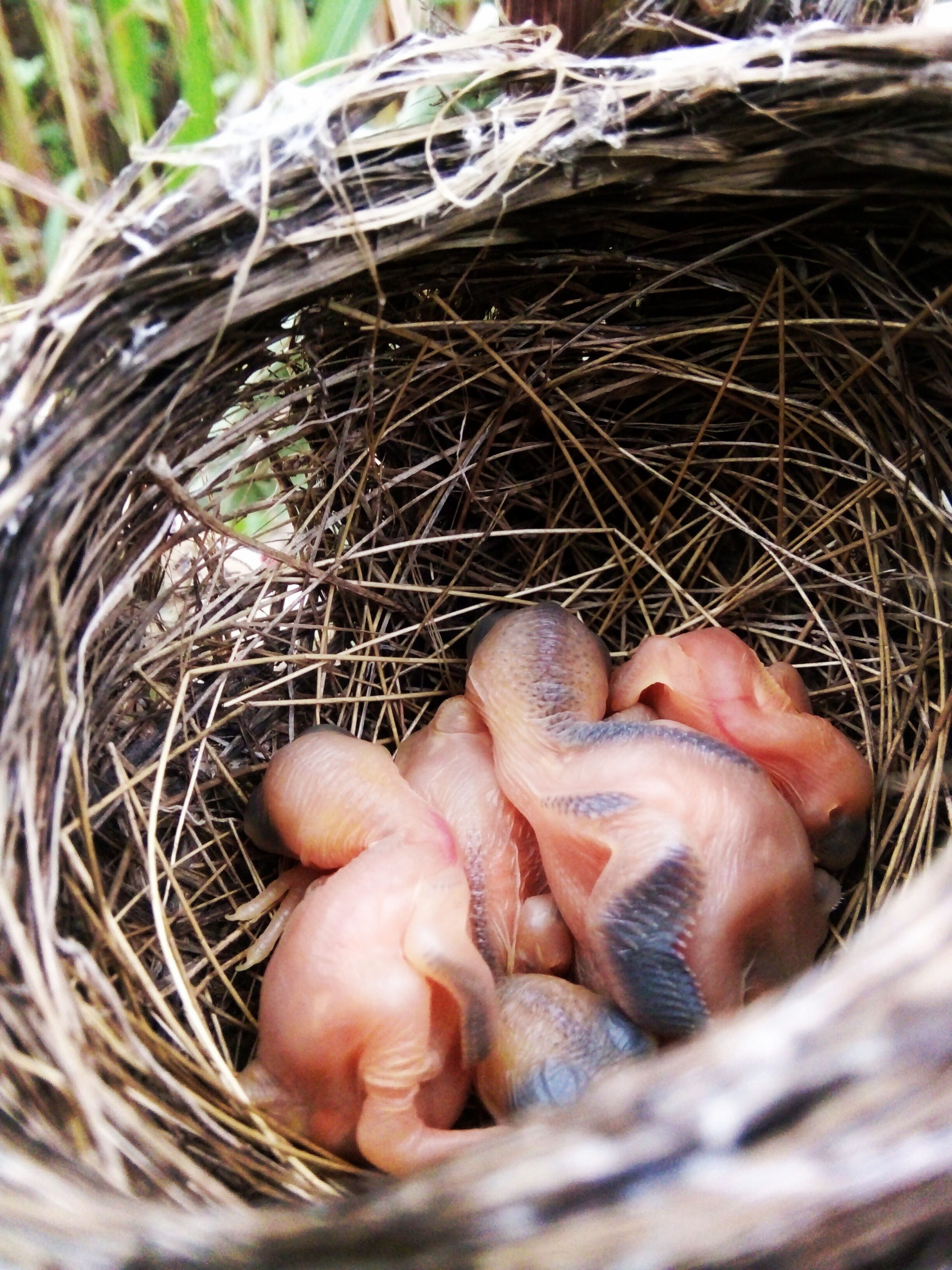 new born birds
