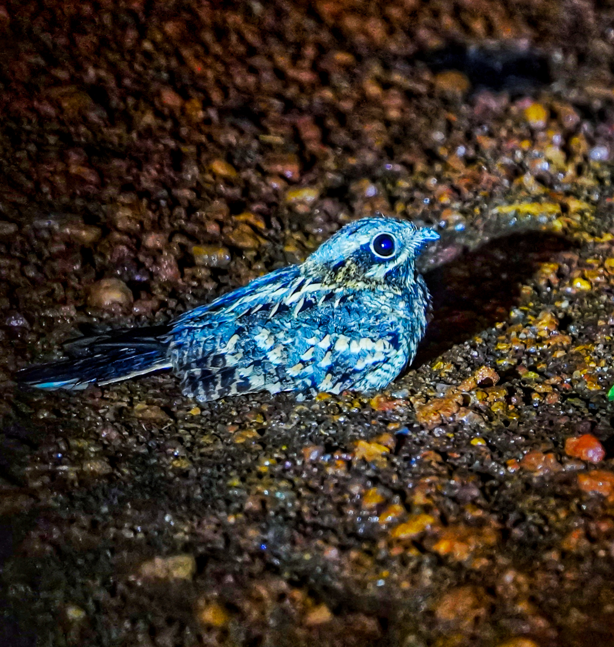 Nightjar bird