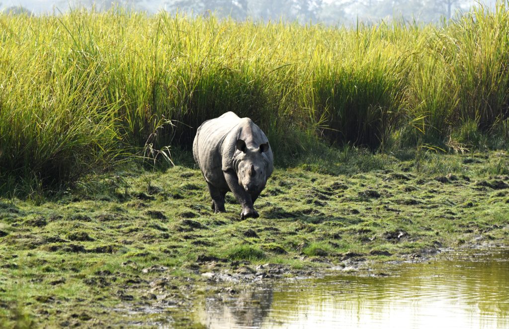 One horn Rhino. PixaHive