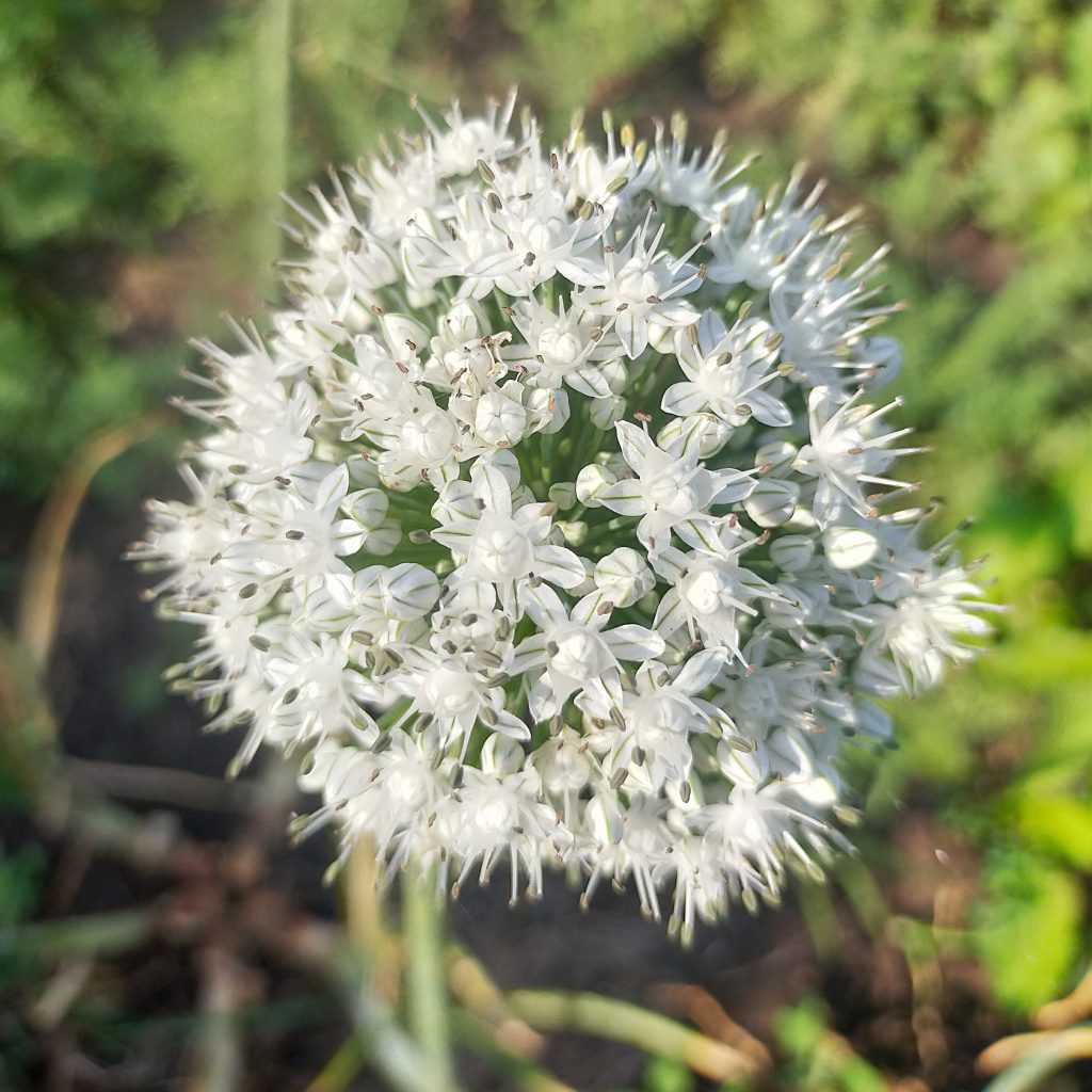 Onion plant flower PixaHive