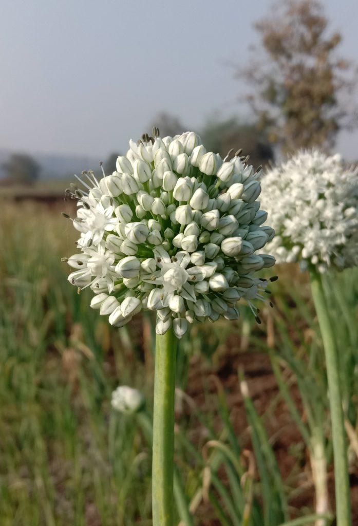 Onion plant flower PixaHive