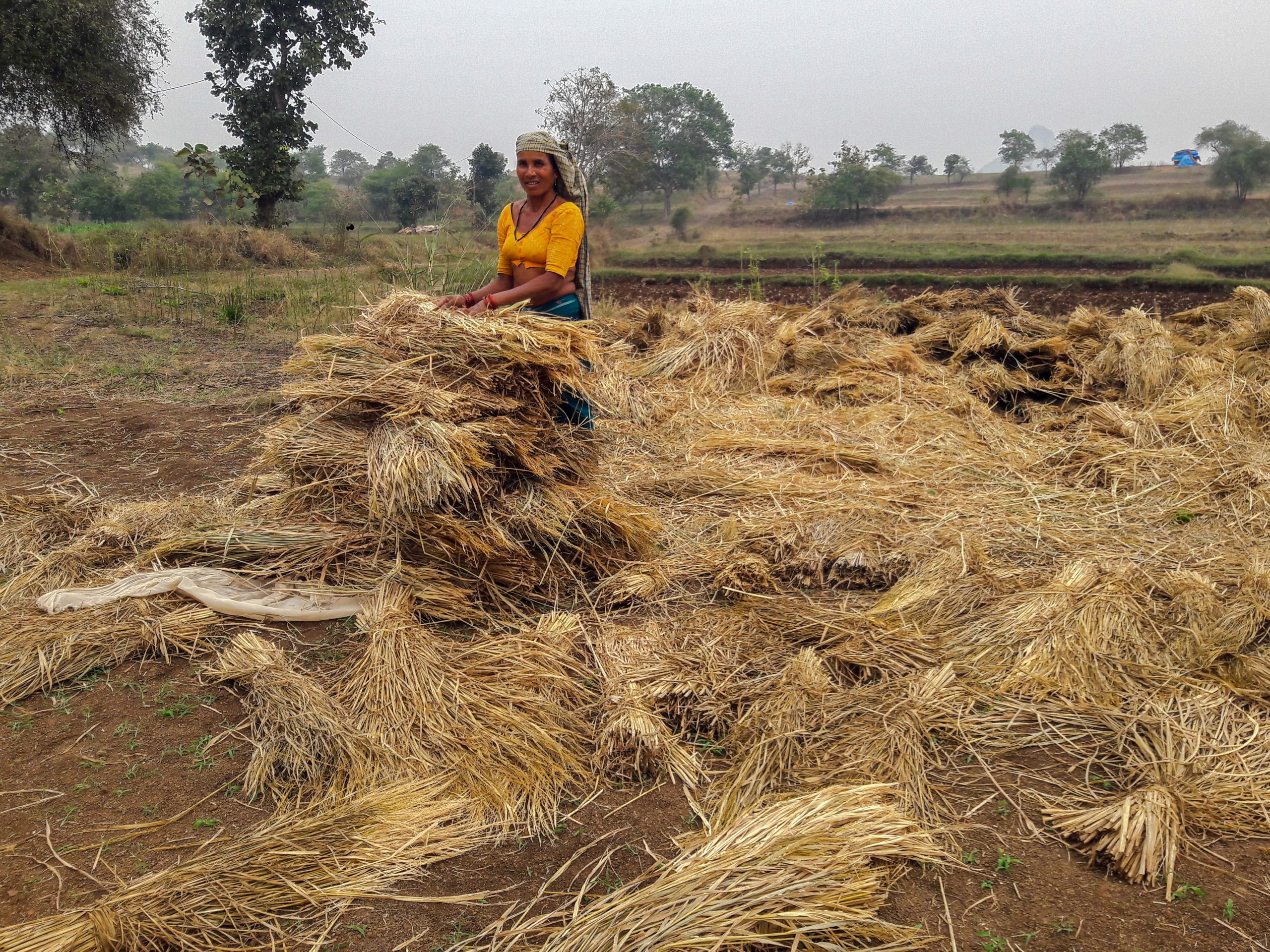 Paddy straw harvesting