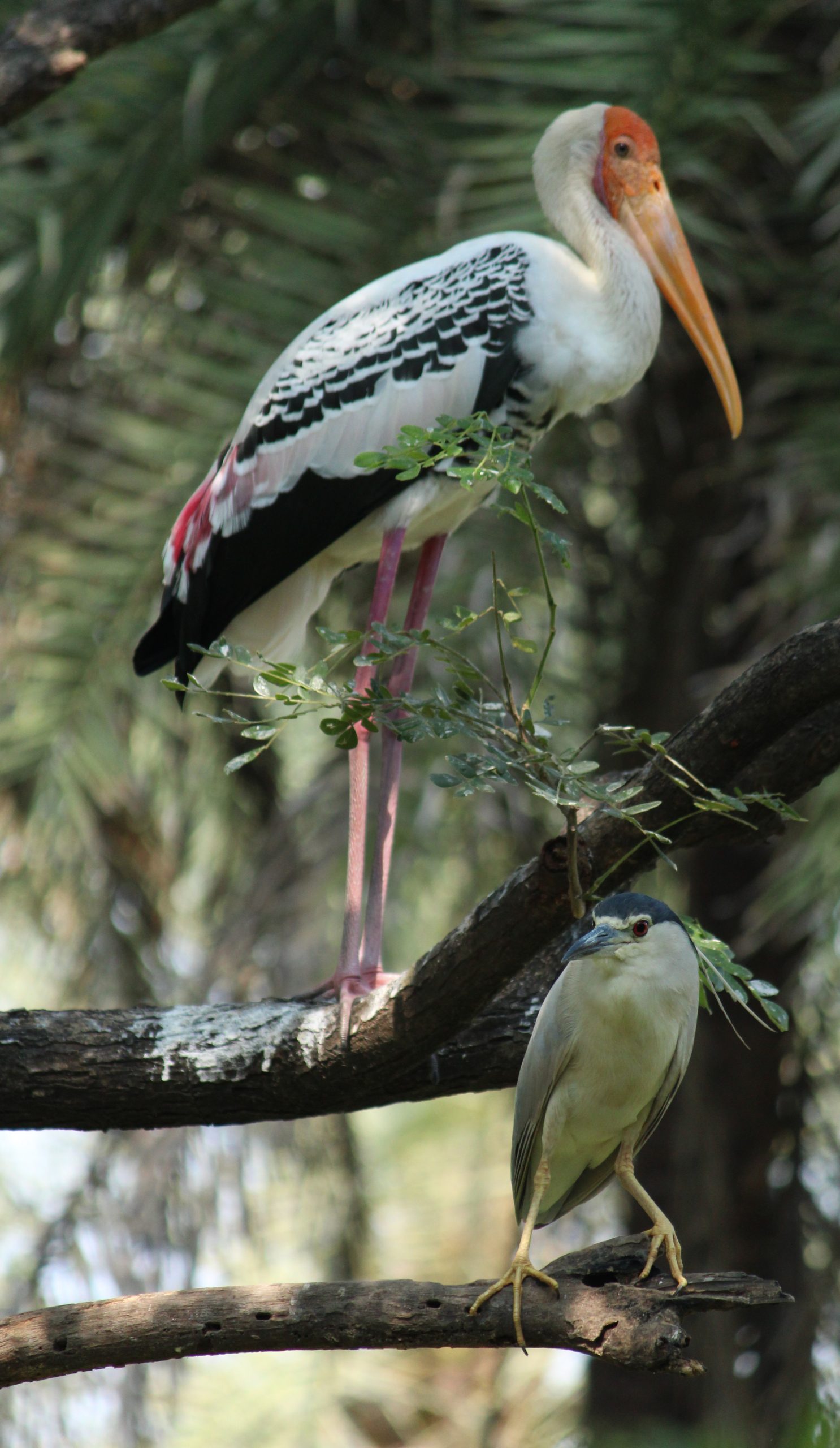 Painted storks on a tree