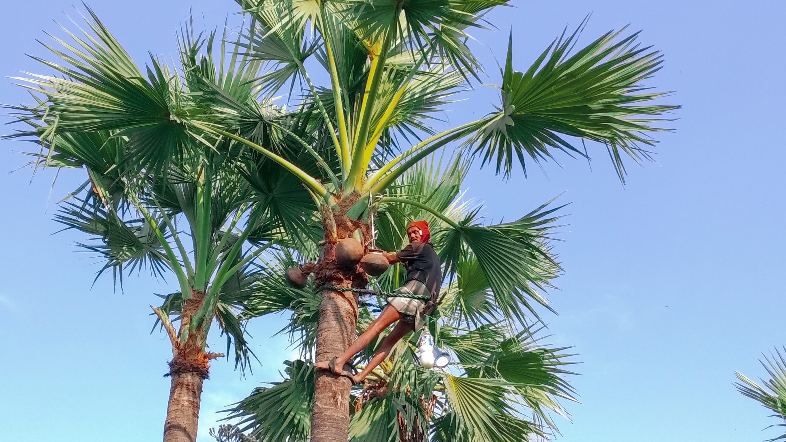 A man on coconut tree