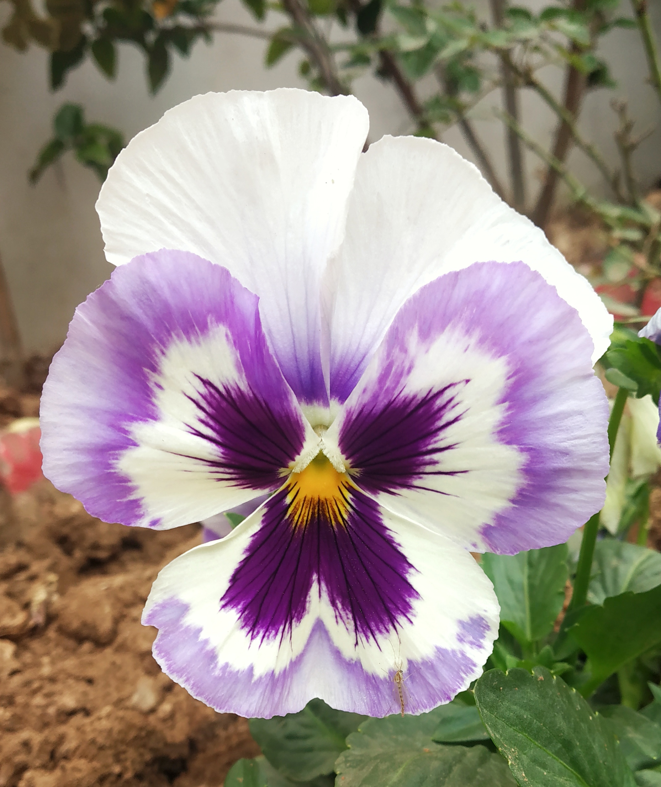 Pansy blooming flower