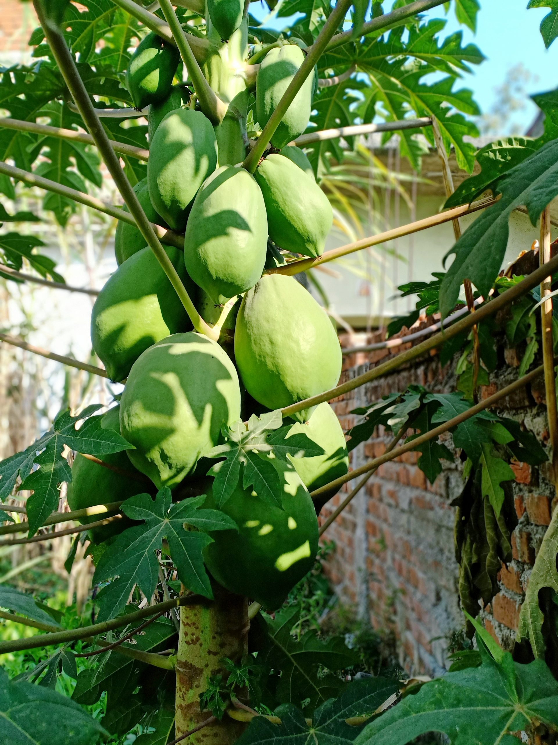 Ripe papaya on the papaya tree
