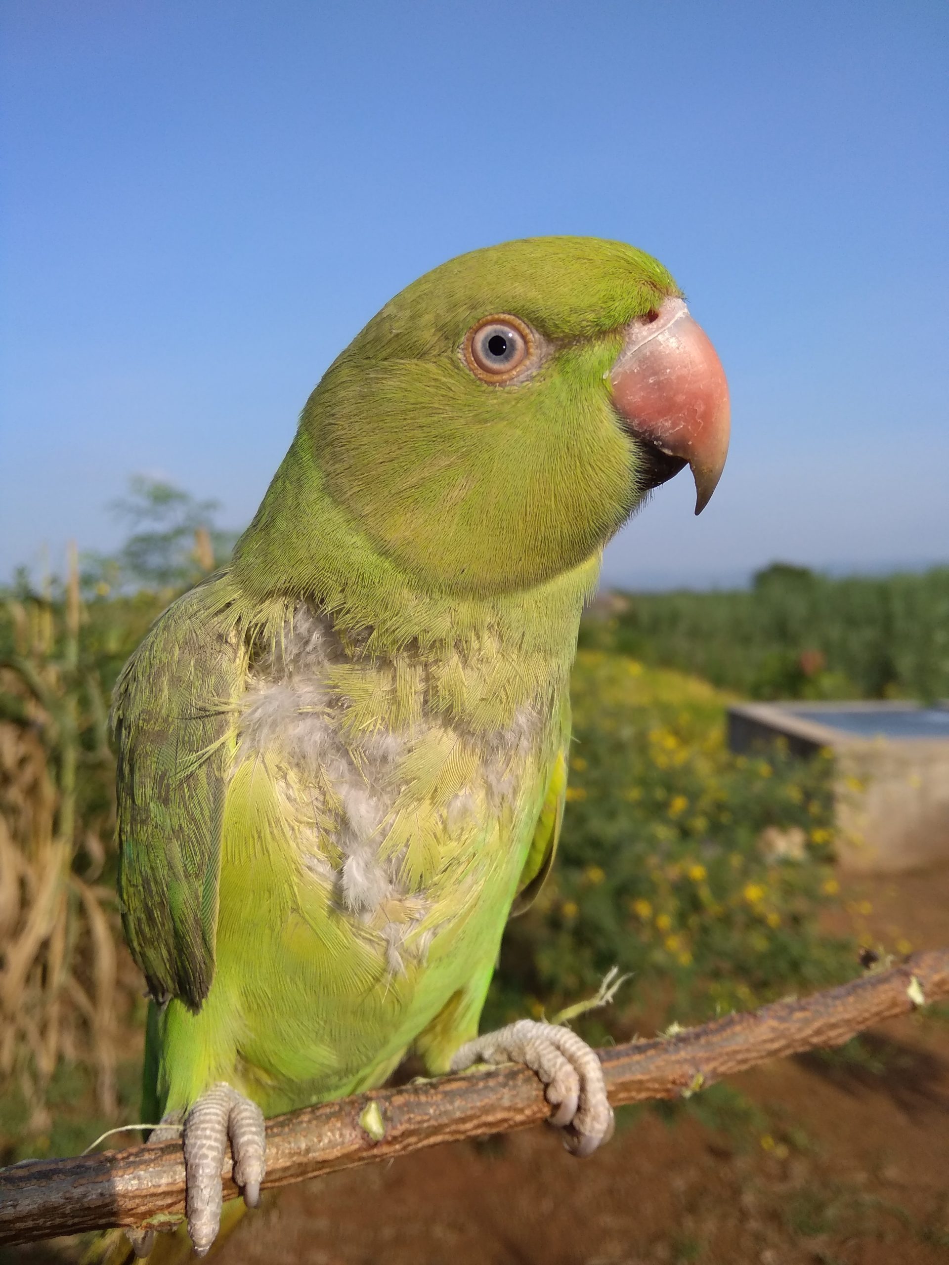 Parrot sitting on plant branch