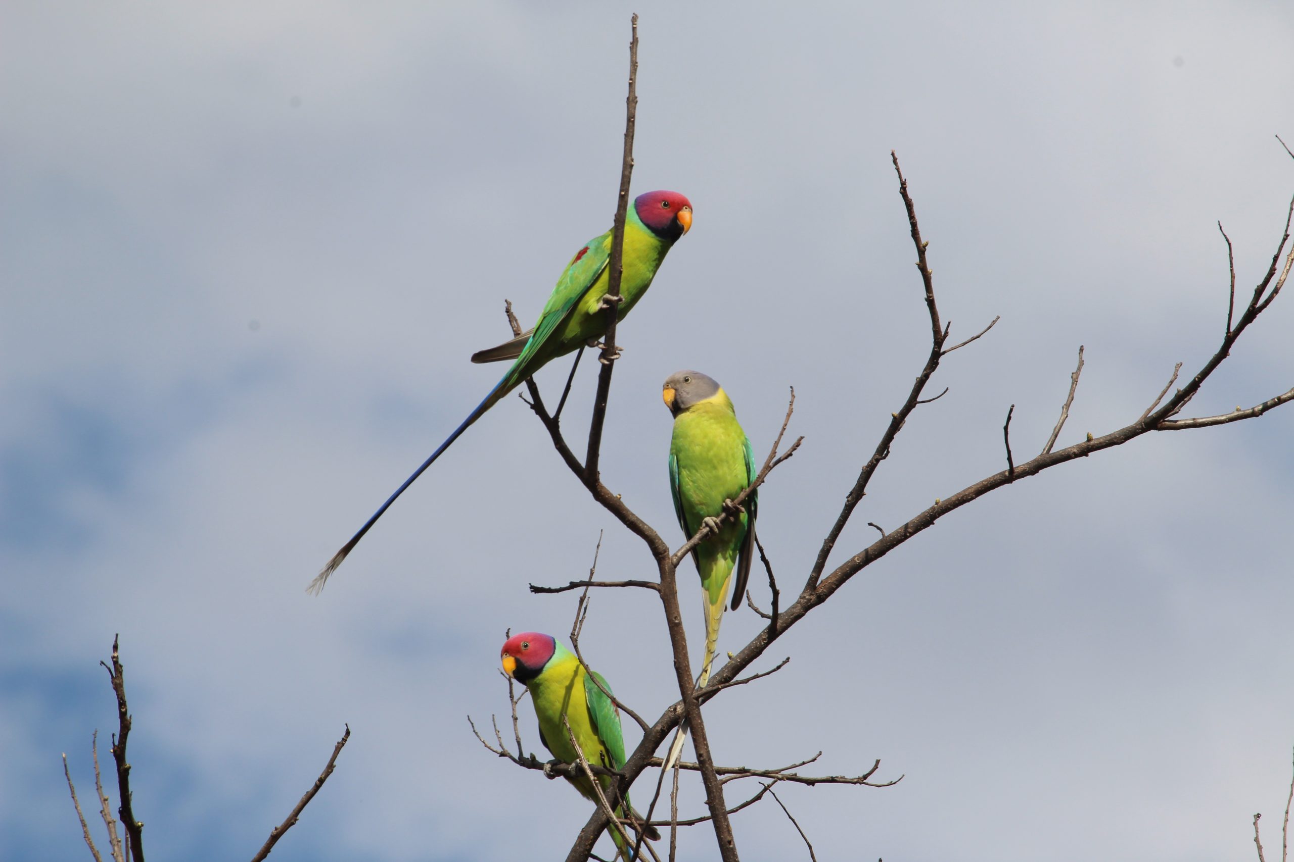 Parrots on a dry plant