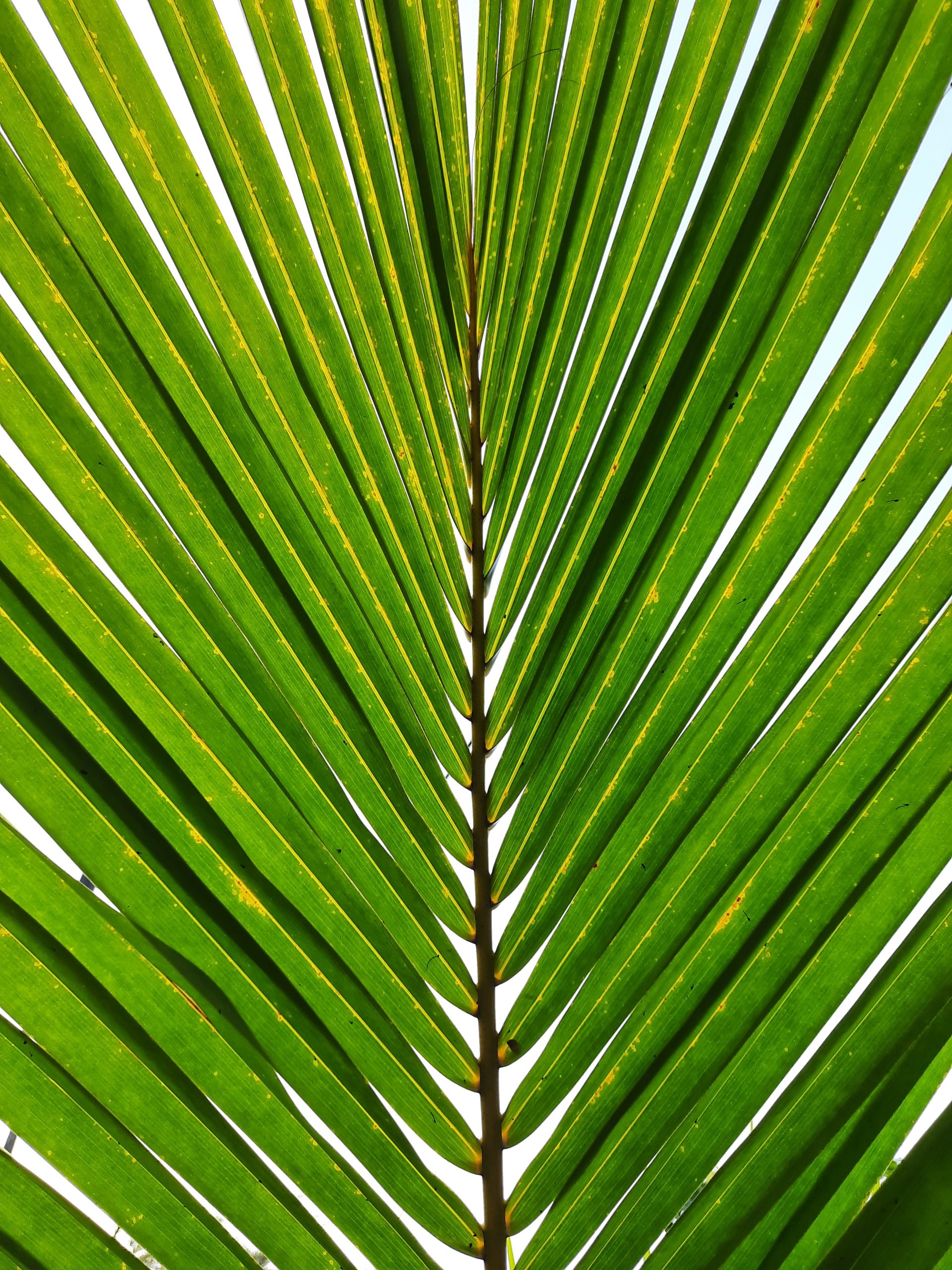 Pattern of a plant leaves