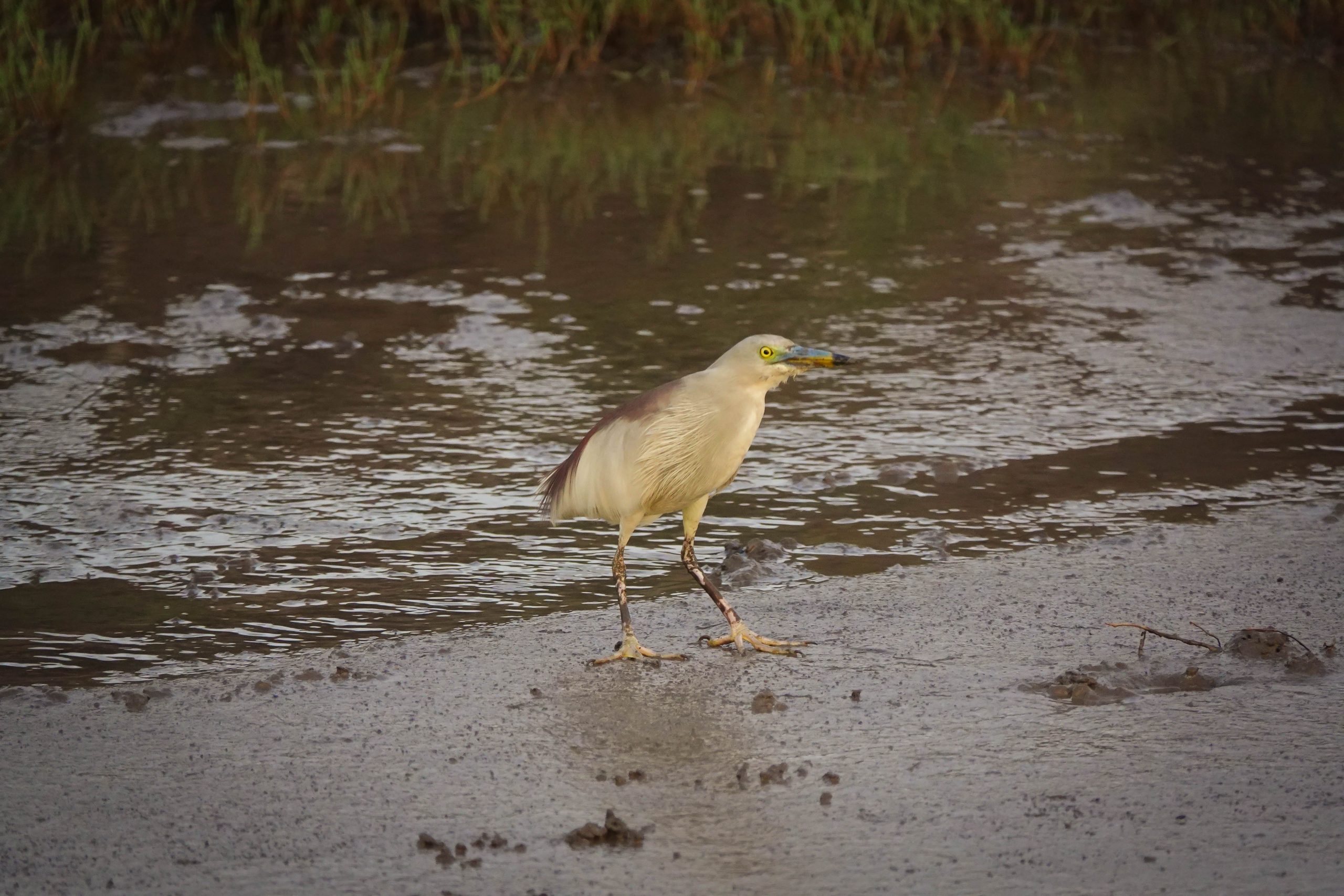 A coastal bird